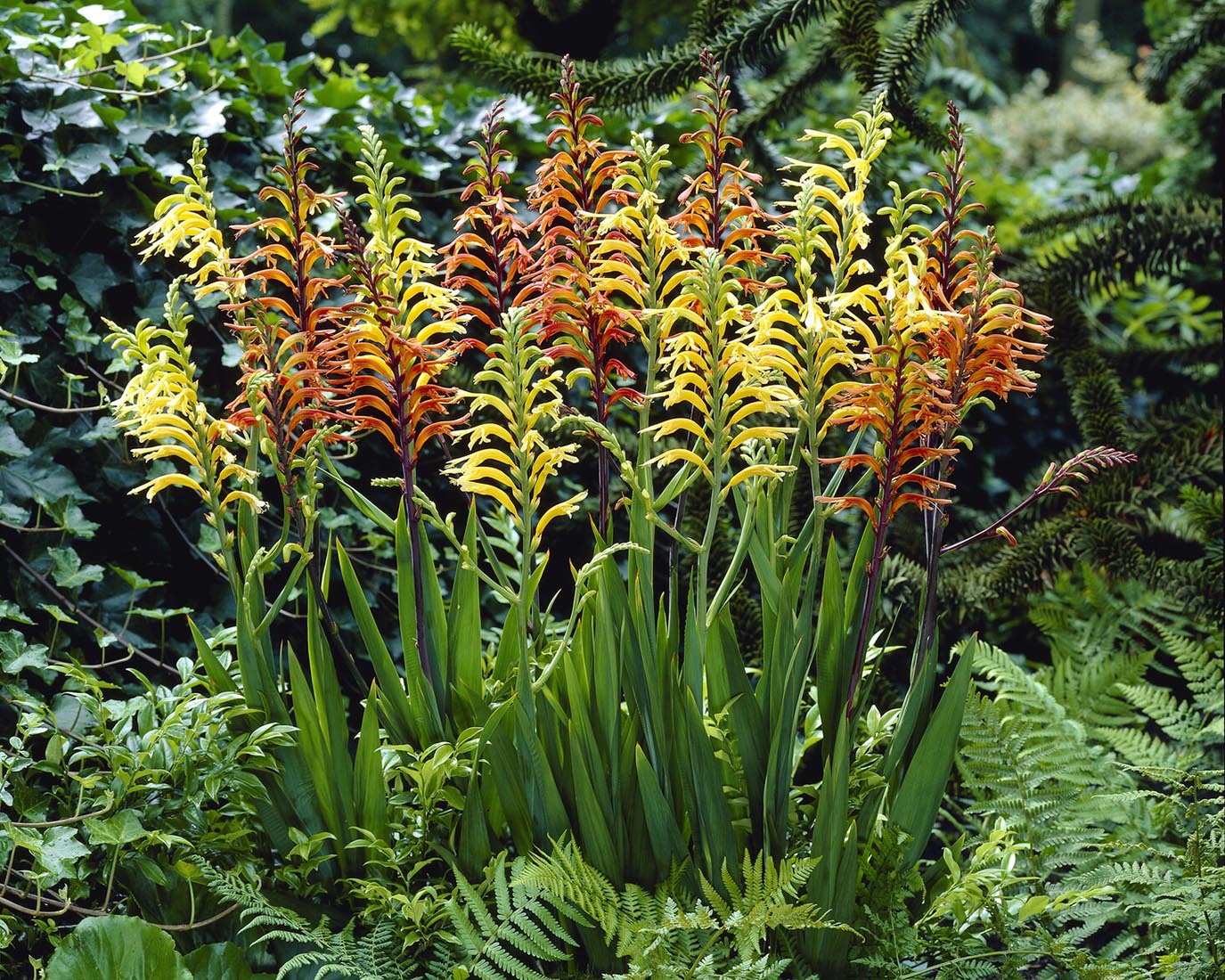 Chasmanthe floribunda - Image 10