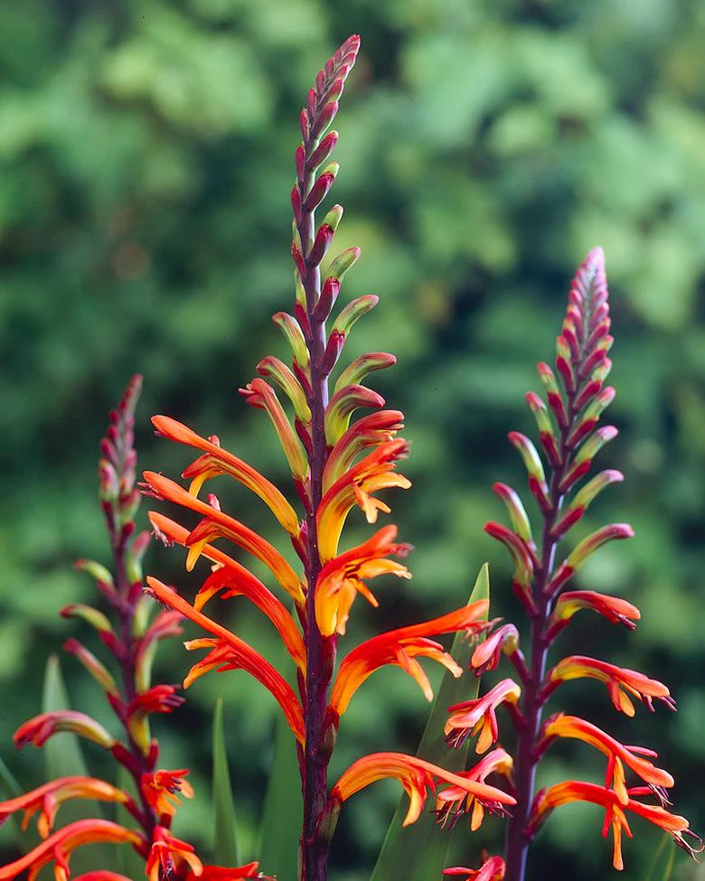 Chasmanthe floribunda - Image 2