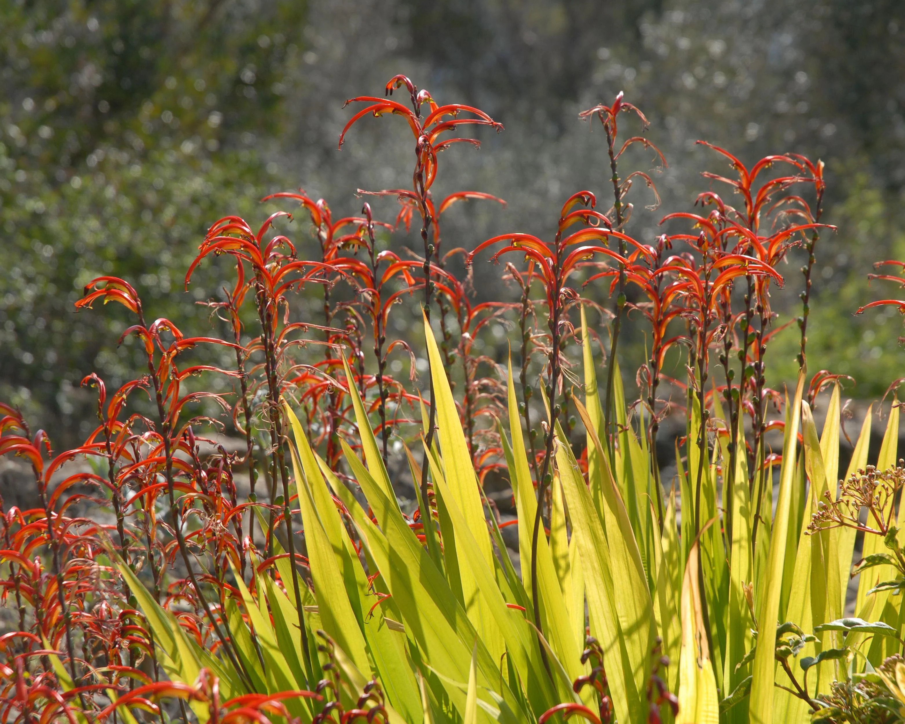 Chasmanthe floribunda - Image 4