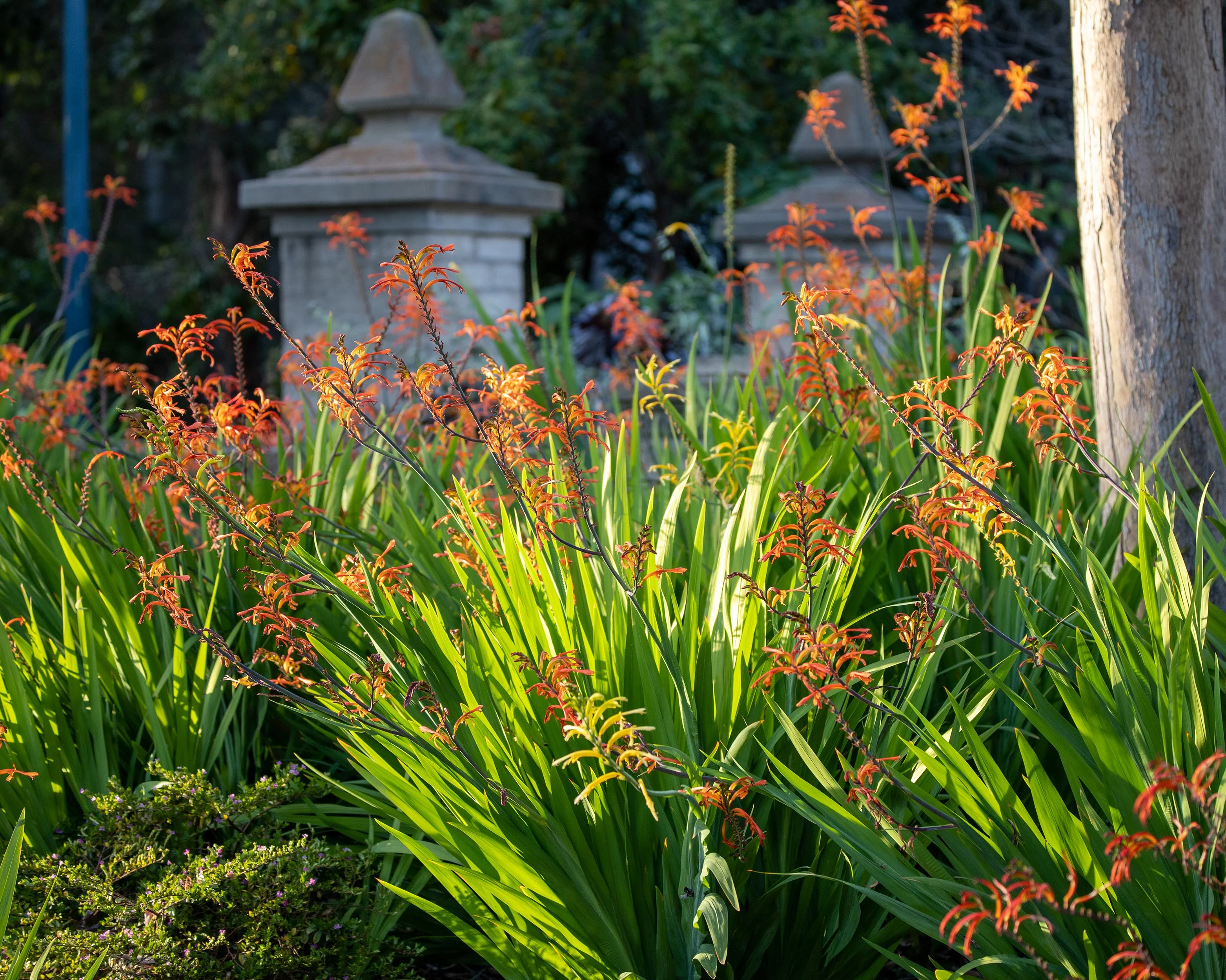 Chasmanthe floribunda - Image 6