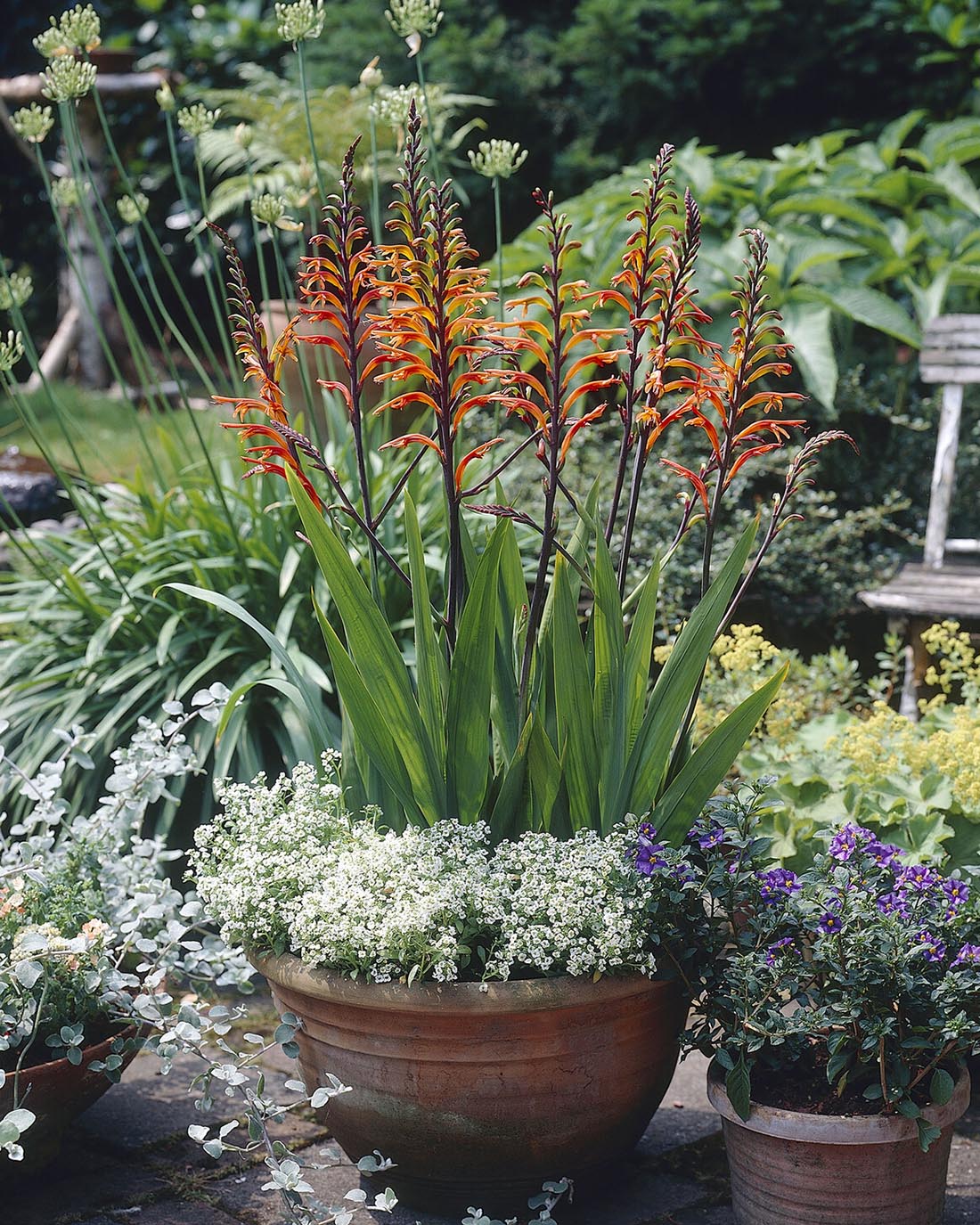 Chasmanthe floribunda - Image 7