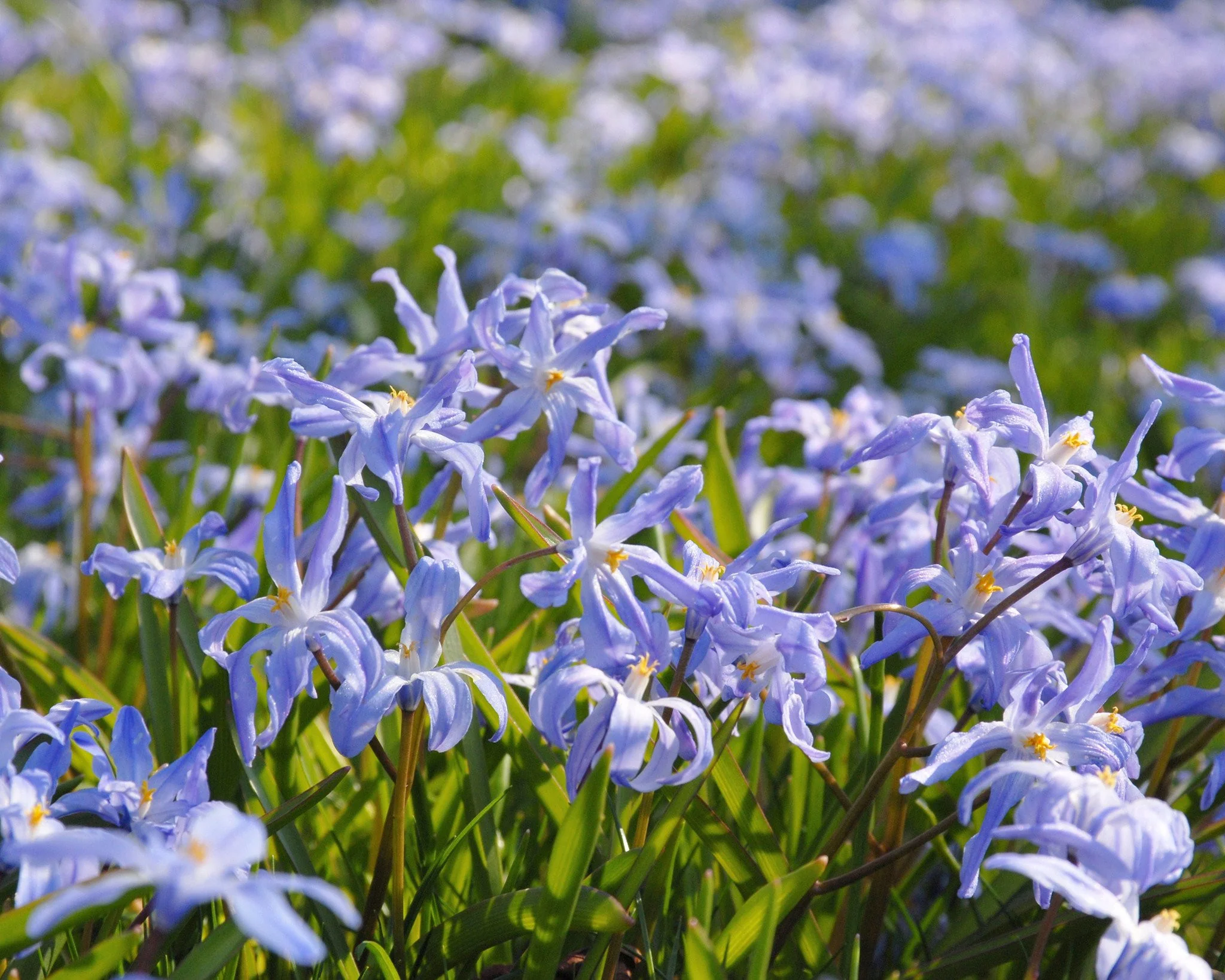 Chionodoxa luciliae - Image 3
