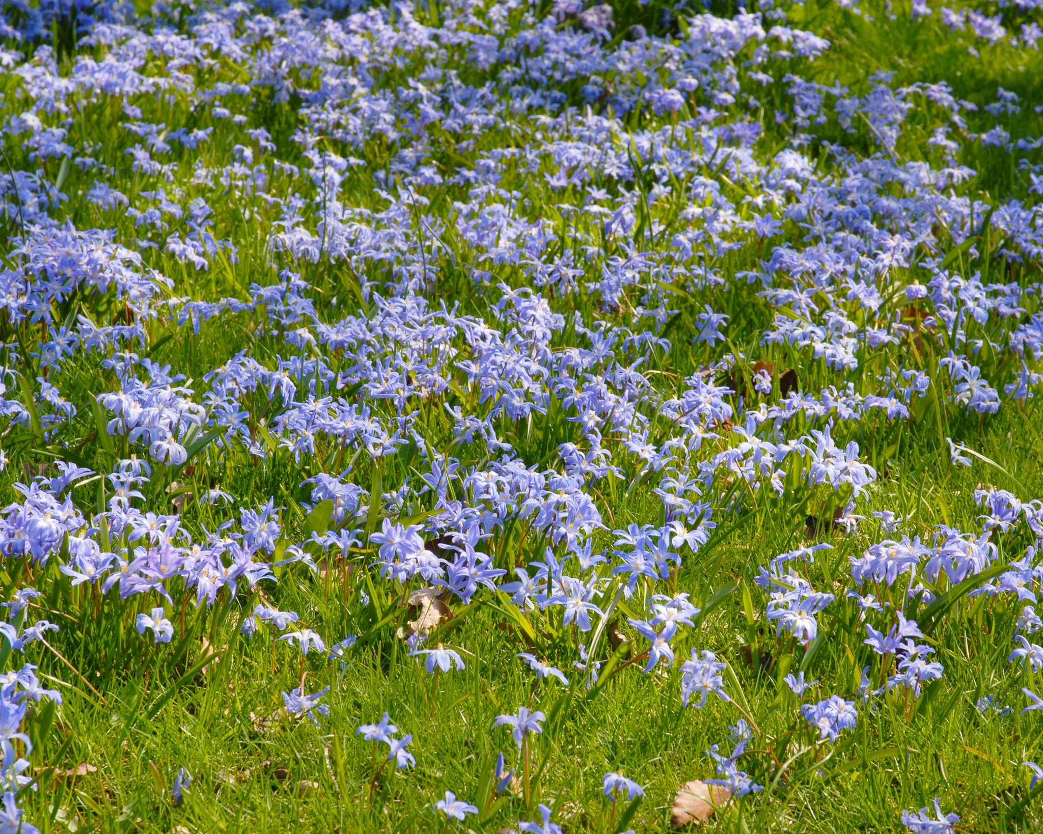 Chionodoxa luciliae - Image 4