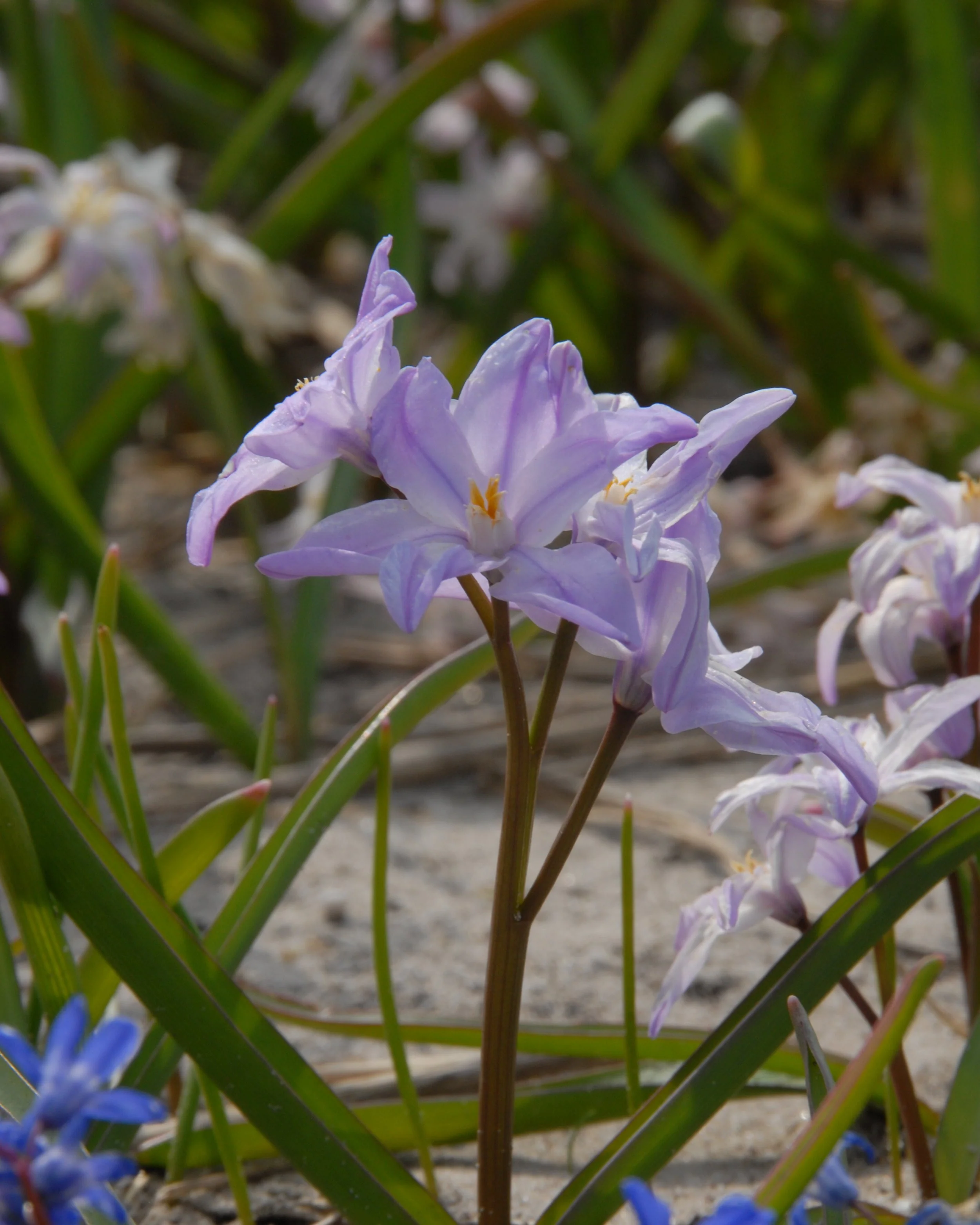 Chionodoxa 'Violet Beauty' - Image 3