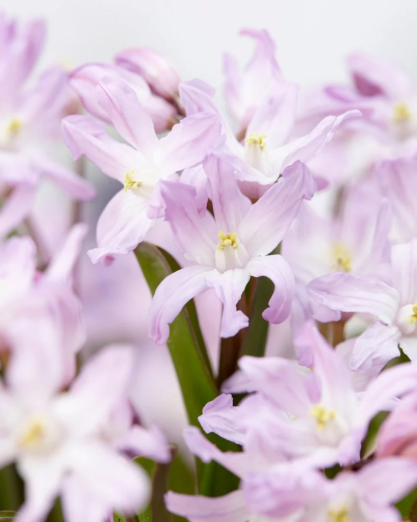 Chionodoxa 'Pink Giant' - Image 3