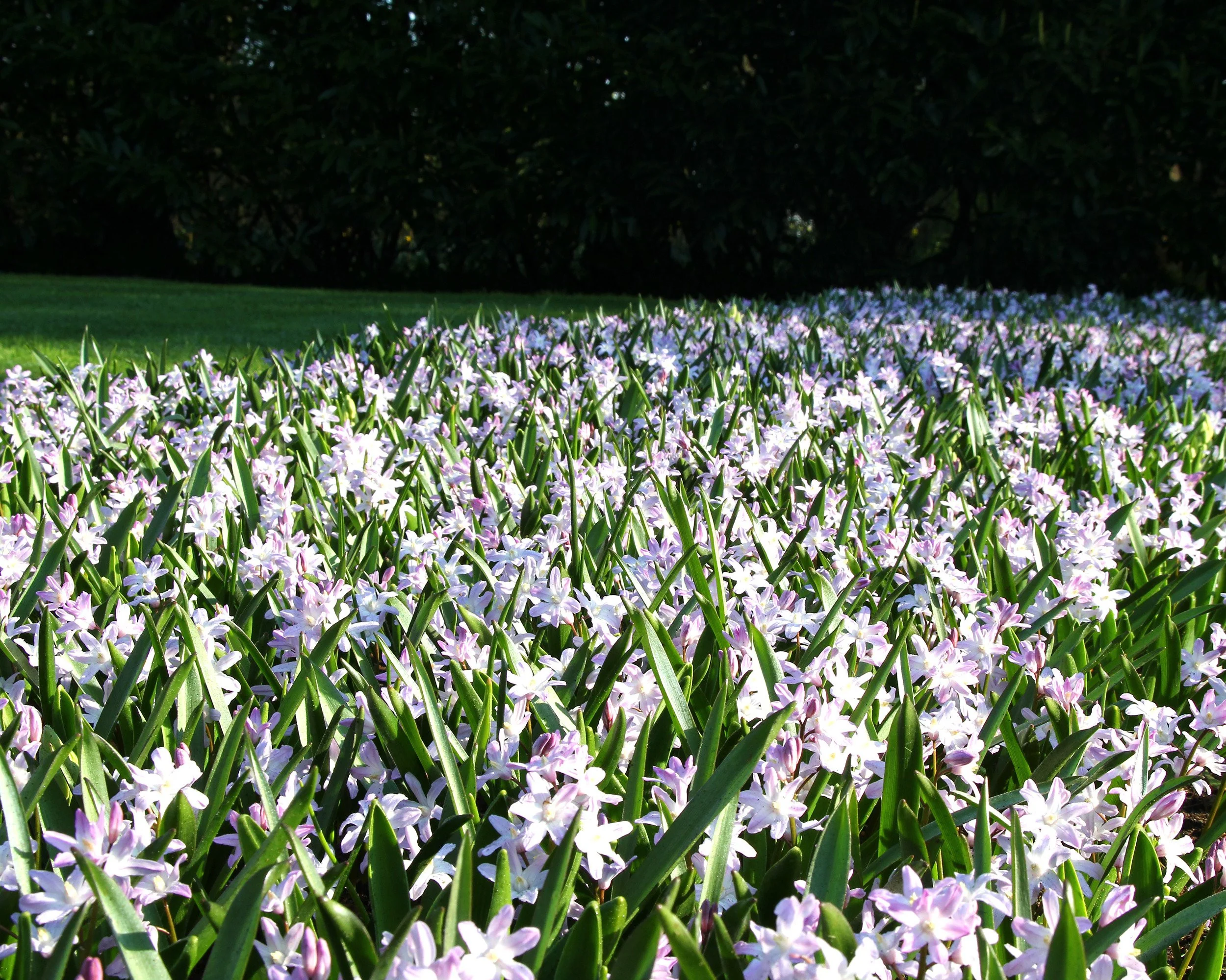 Chionodoxa 'Pink Giant' - Image 4