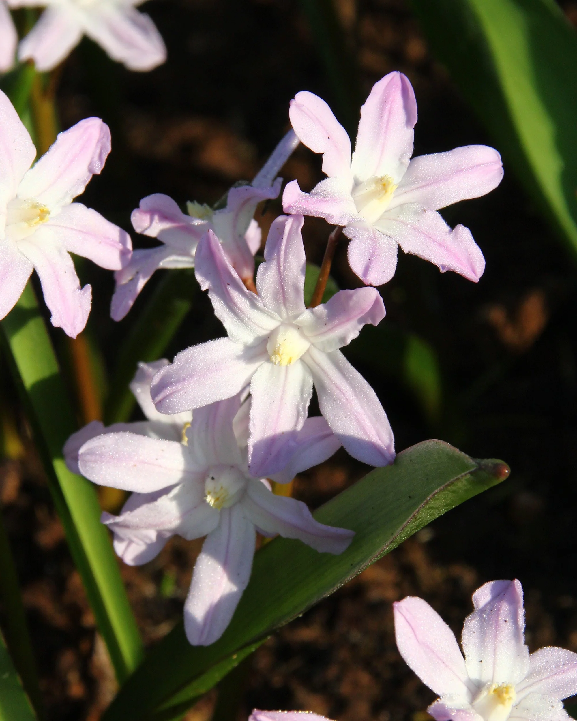 Chionodoxa 'Pink Giant' - Image 6