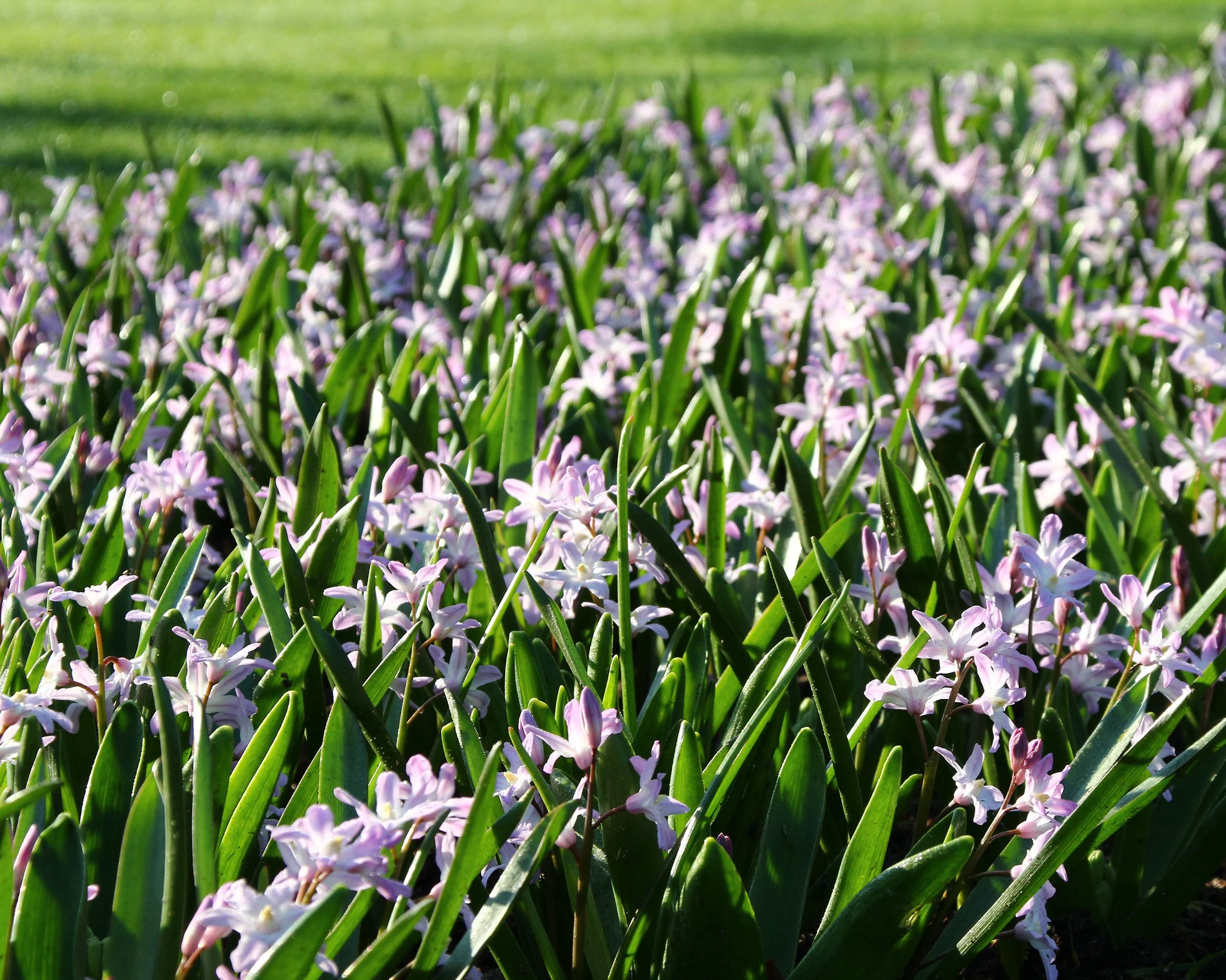 Chionodoxa 'Pink Giant' - Image 7