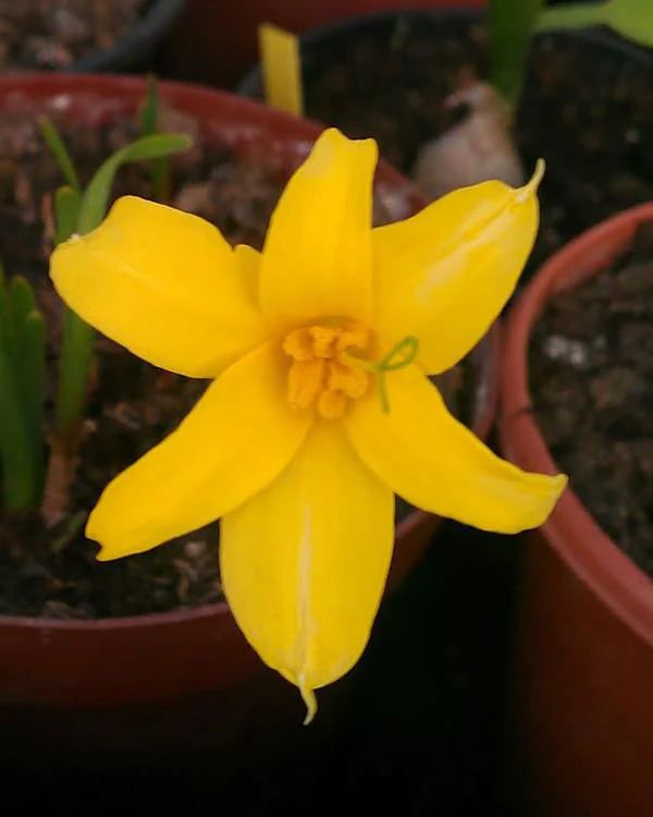 Chlidanthus fragrans - Image 3