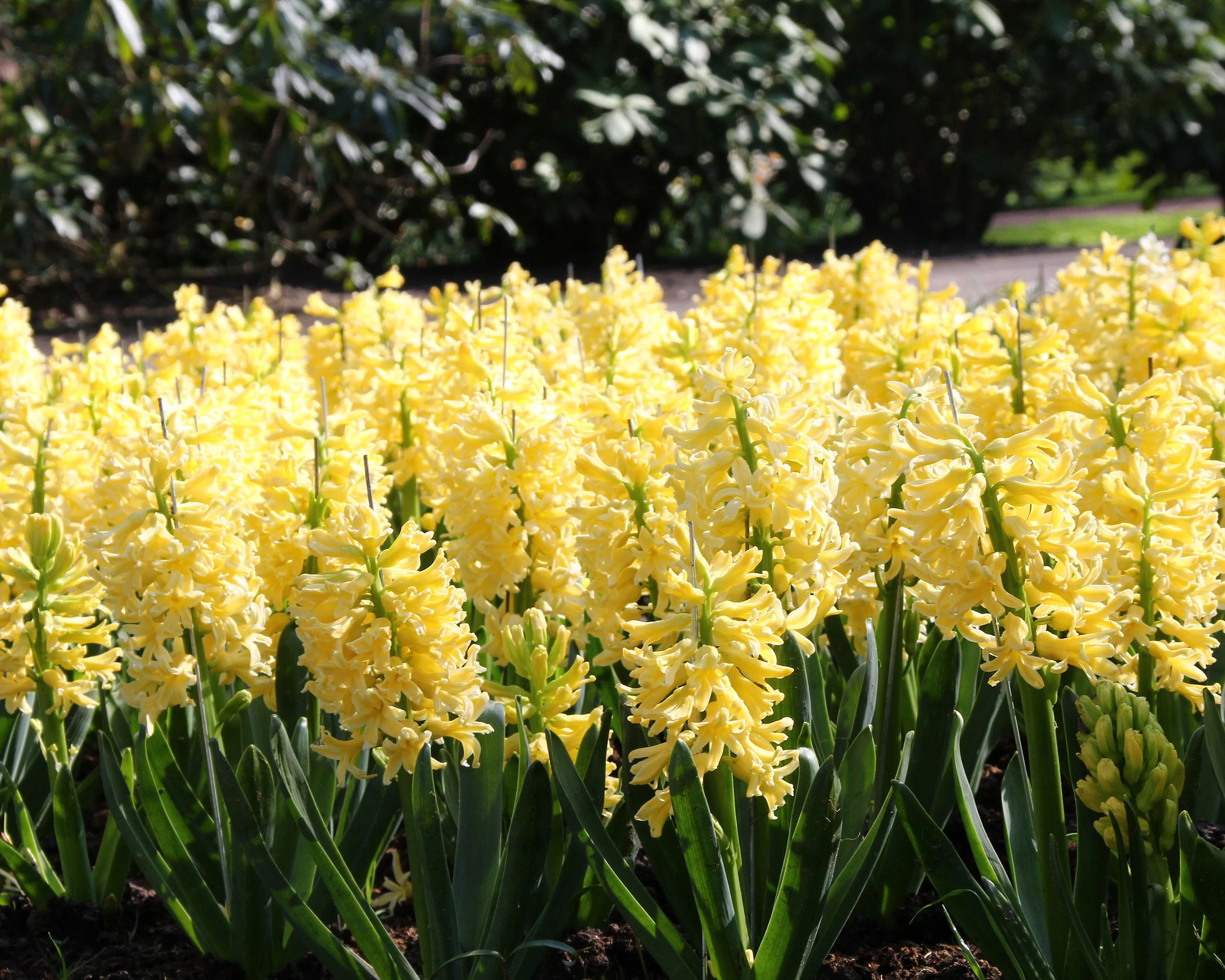 Hyacinth 'City of Haarlem' - Image 4