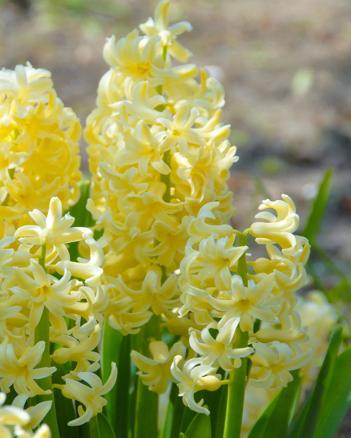 Hyacinth 'City of Haarlem' - Image 6