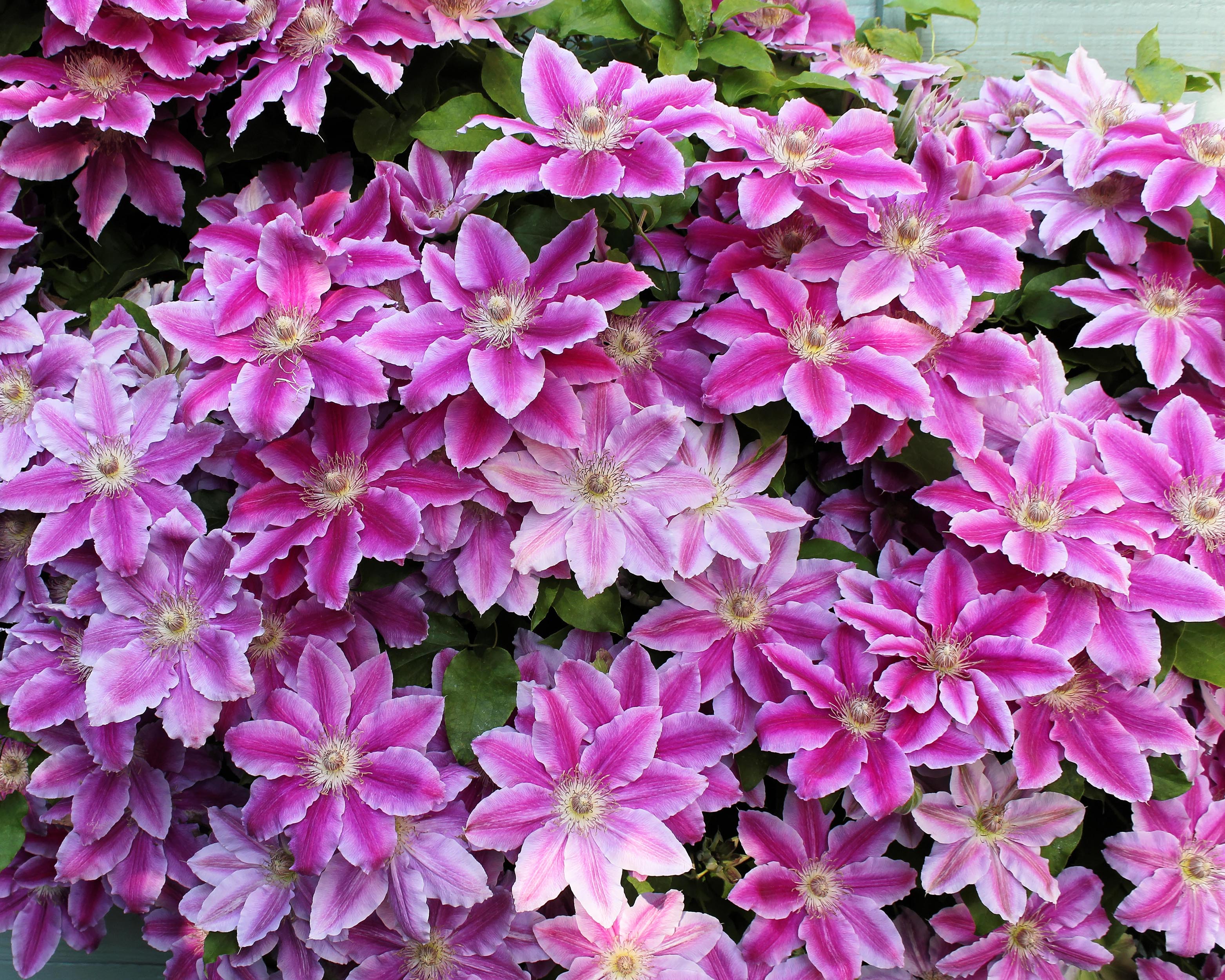 Clematis 'Doctor Ruppel' - Image 4