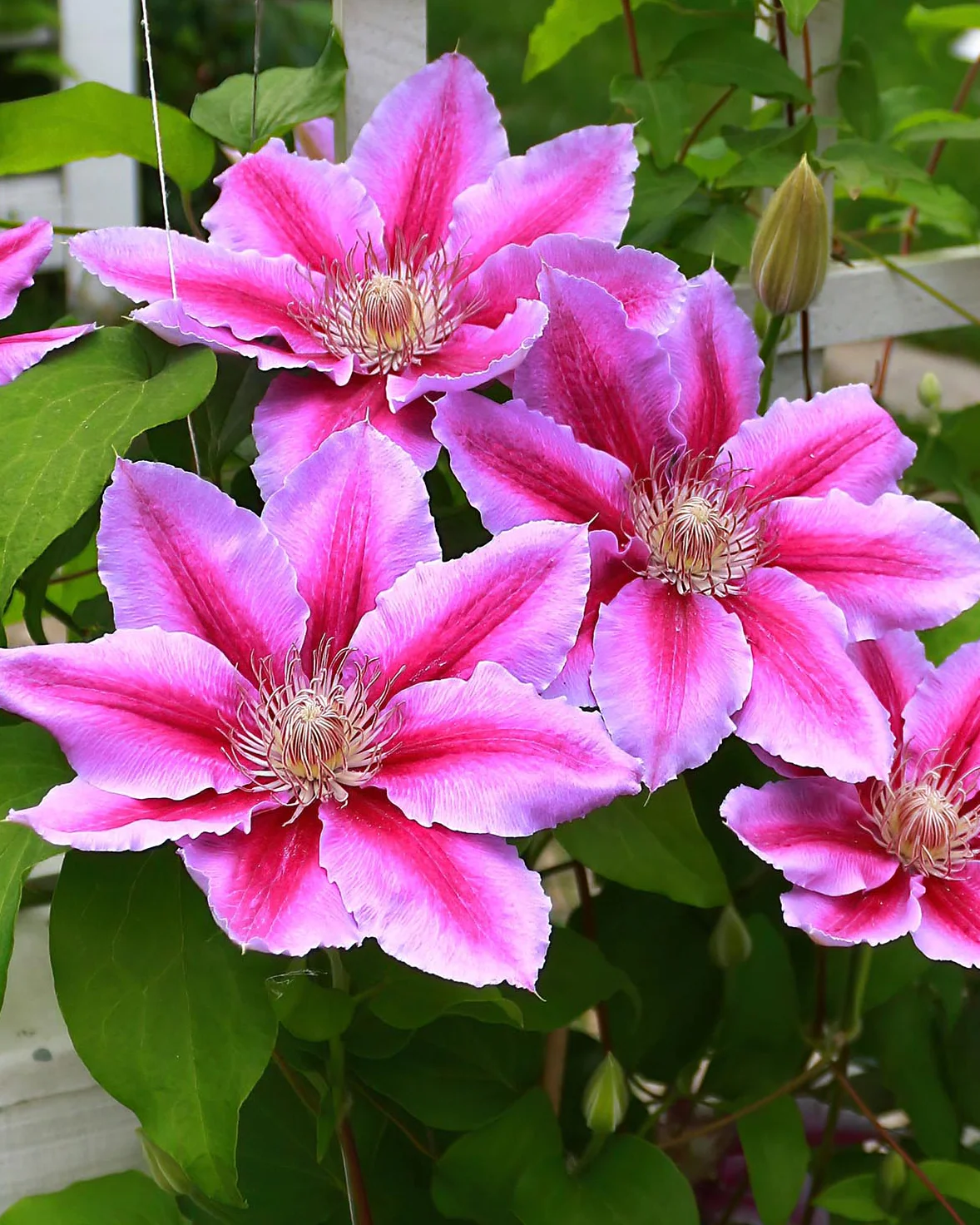 Clematis 'Doctor Ruppel' - Image 6