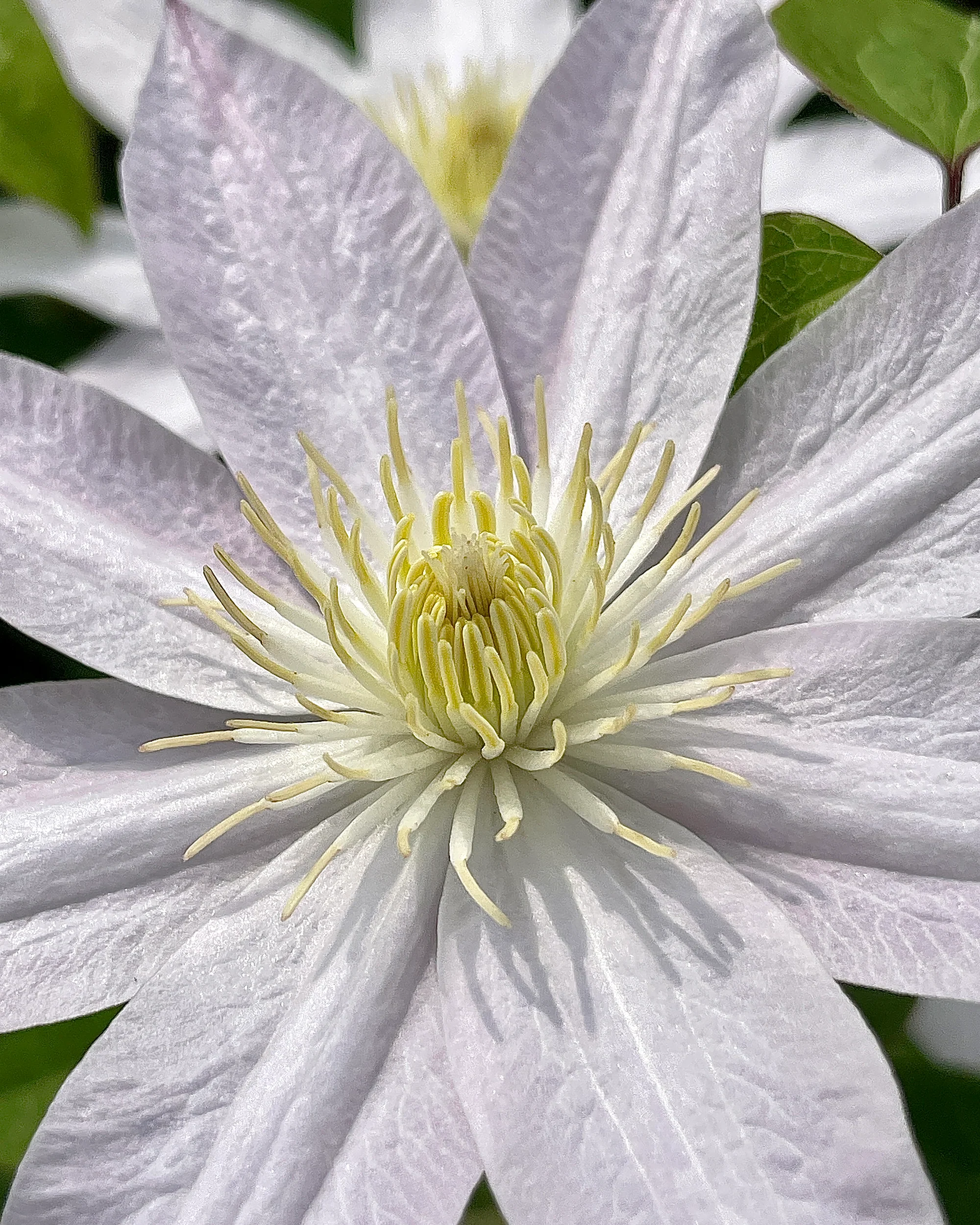 Clematis 'Etoile Nacrée' - Image 4