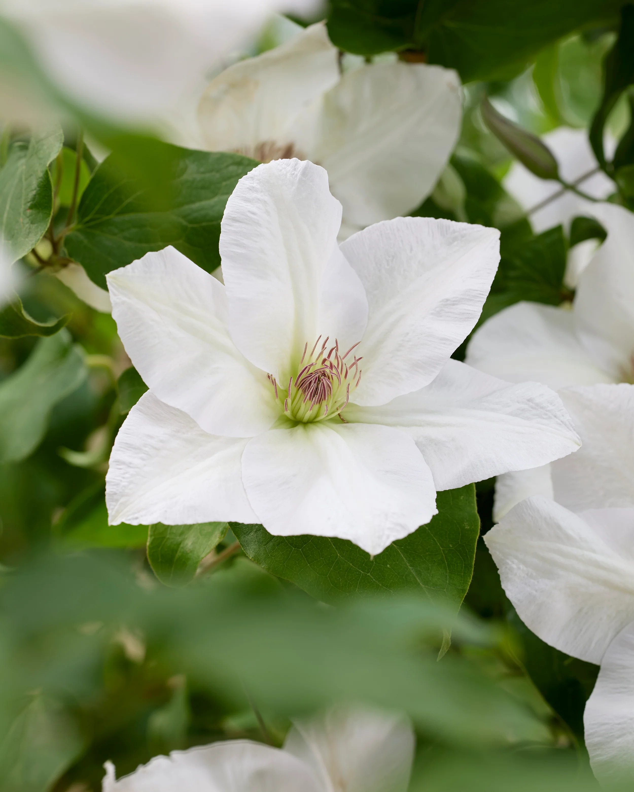 Clematis 'Guernsey Flute' - Image 3