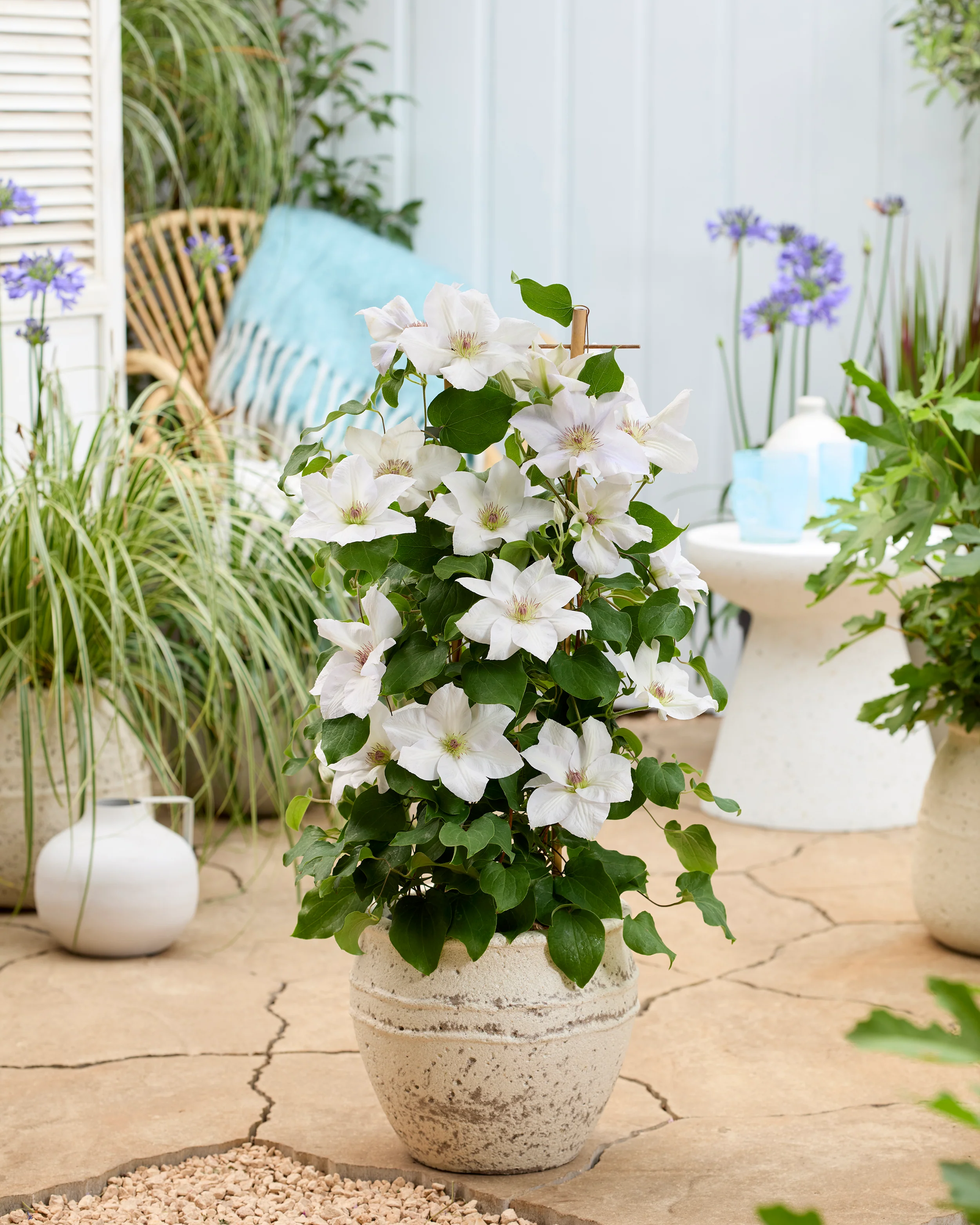 Clematis 'Guernsey Flute' - Image 4
