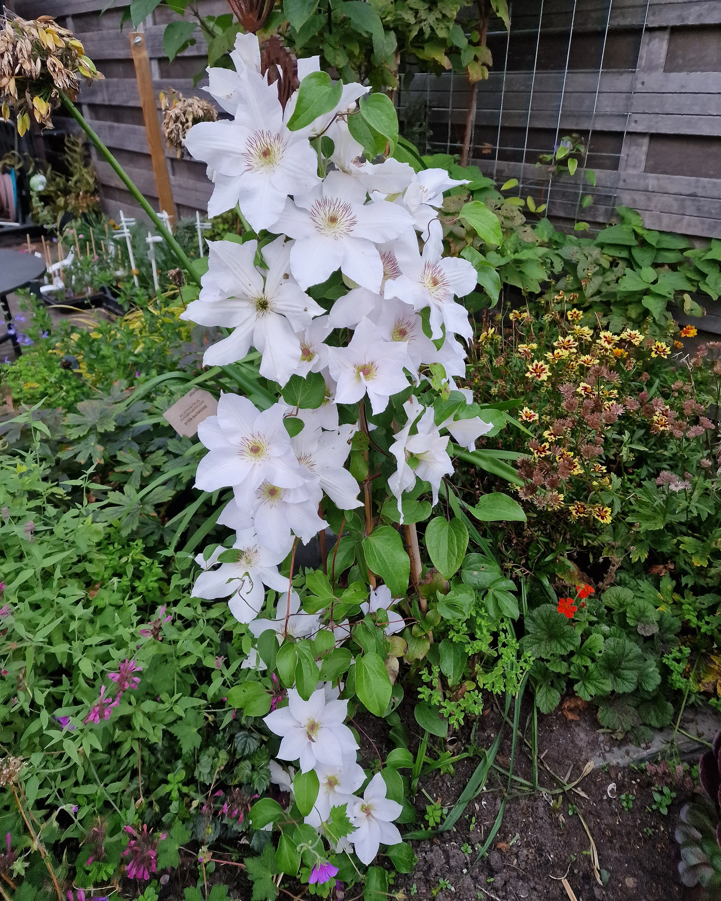 Clematis 'Guernsey Flute' - Image 6
