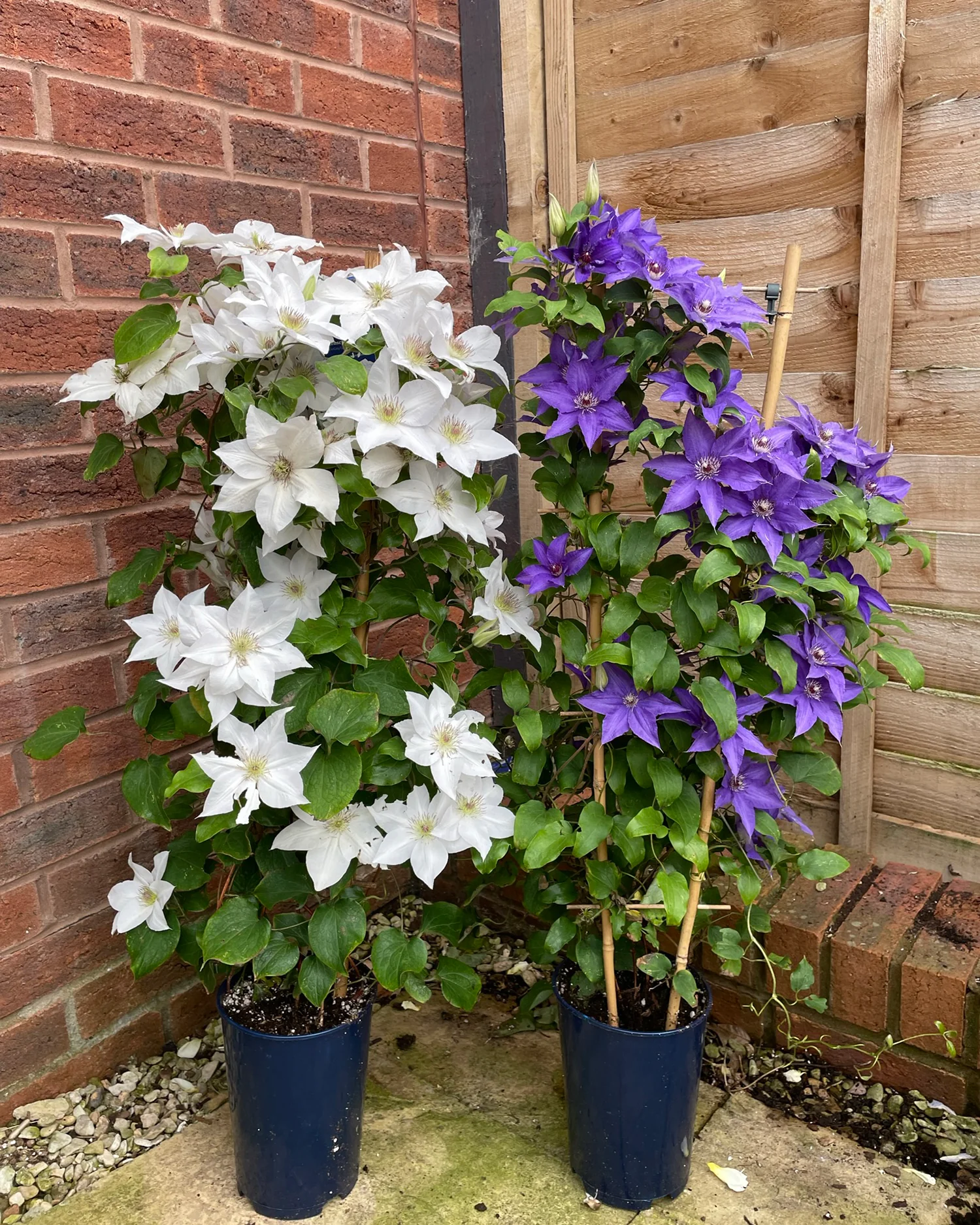 Clematis 'Guernsey Flute' - Image 7