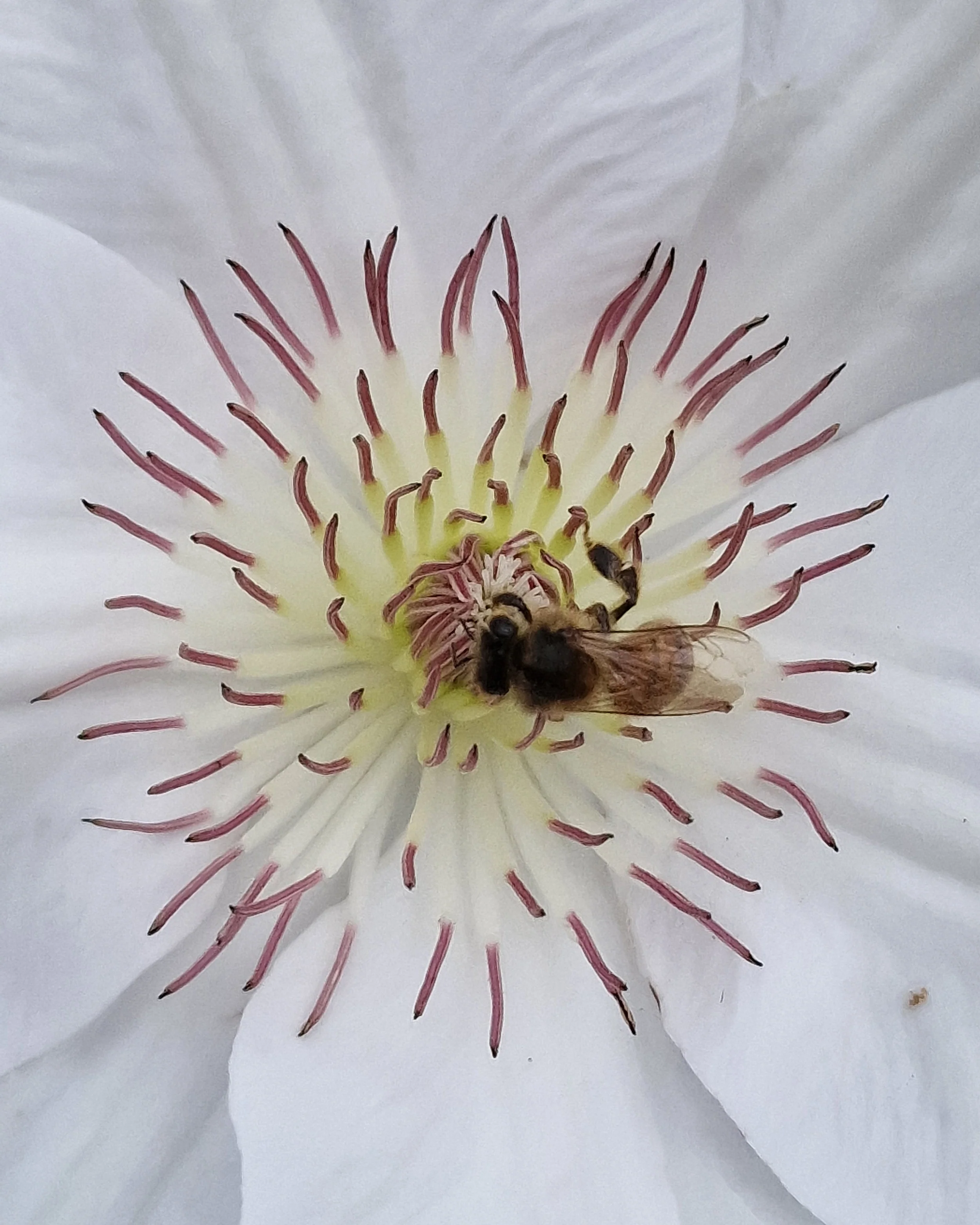 Clematis 'Guernsey Flute' - Image 8