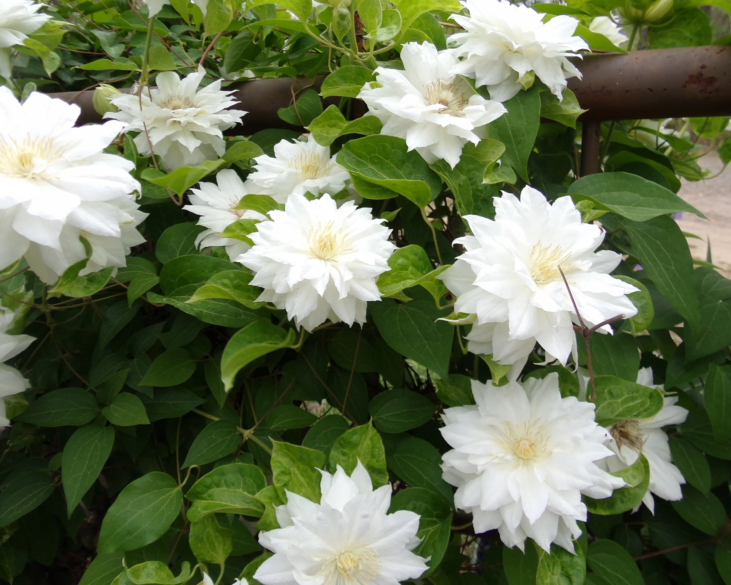 Clematis 'Jackmanii Alba' - Image 4