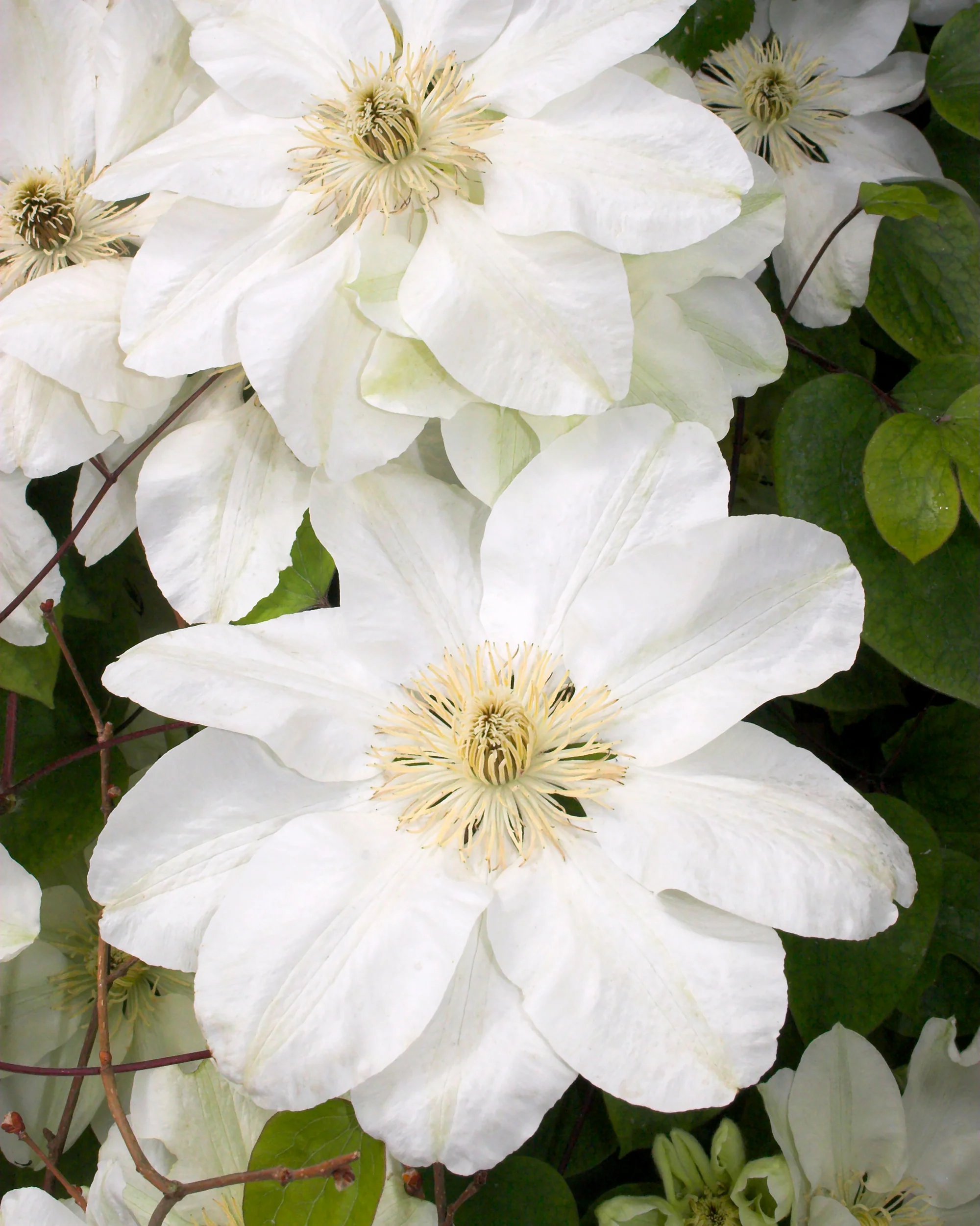 Clematis 'Jackmanii Alba' - Image 5