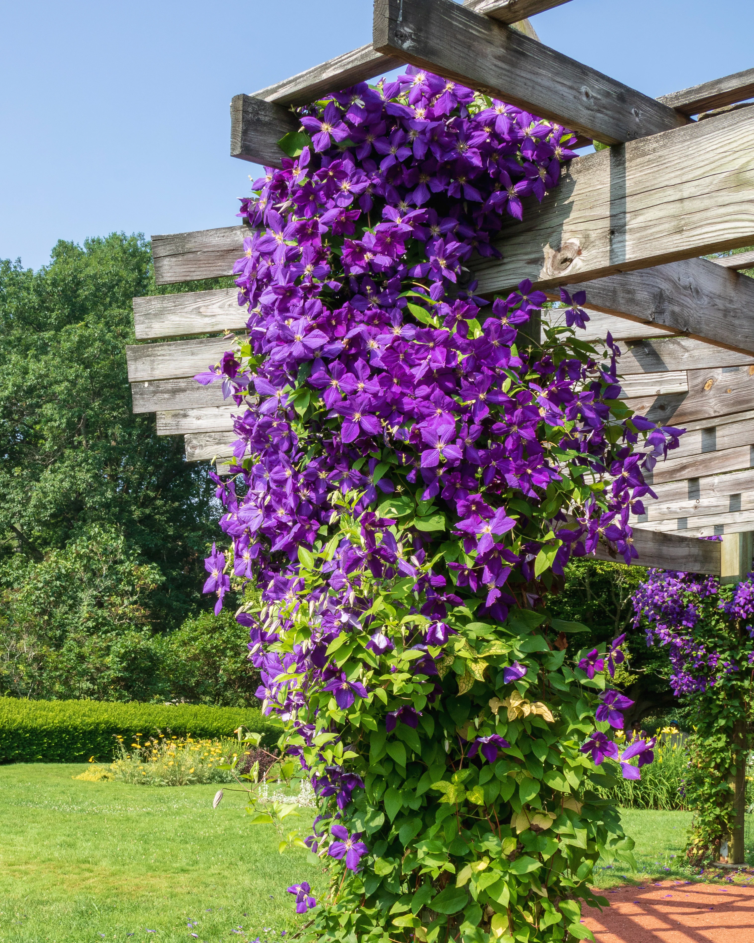 Clematis 'Jackmanii' - Image 5