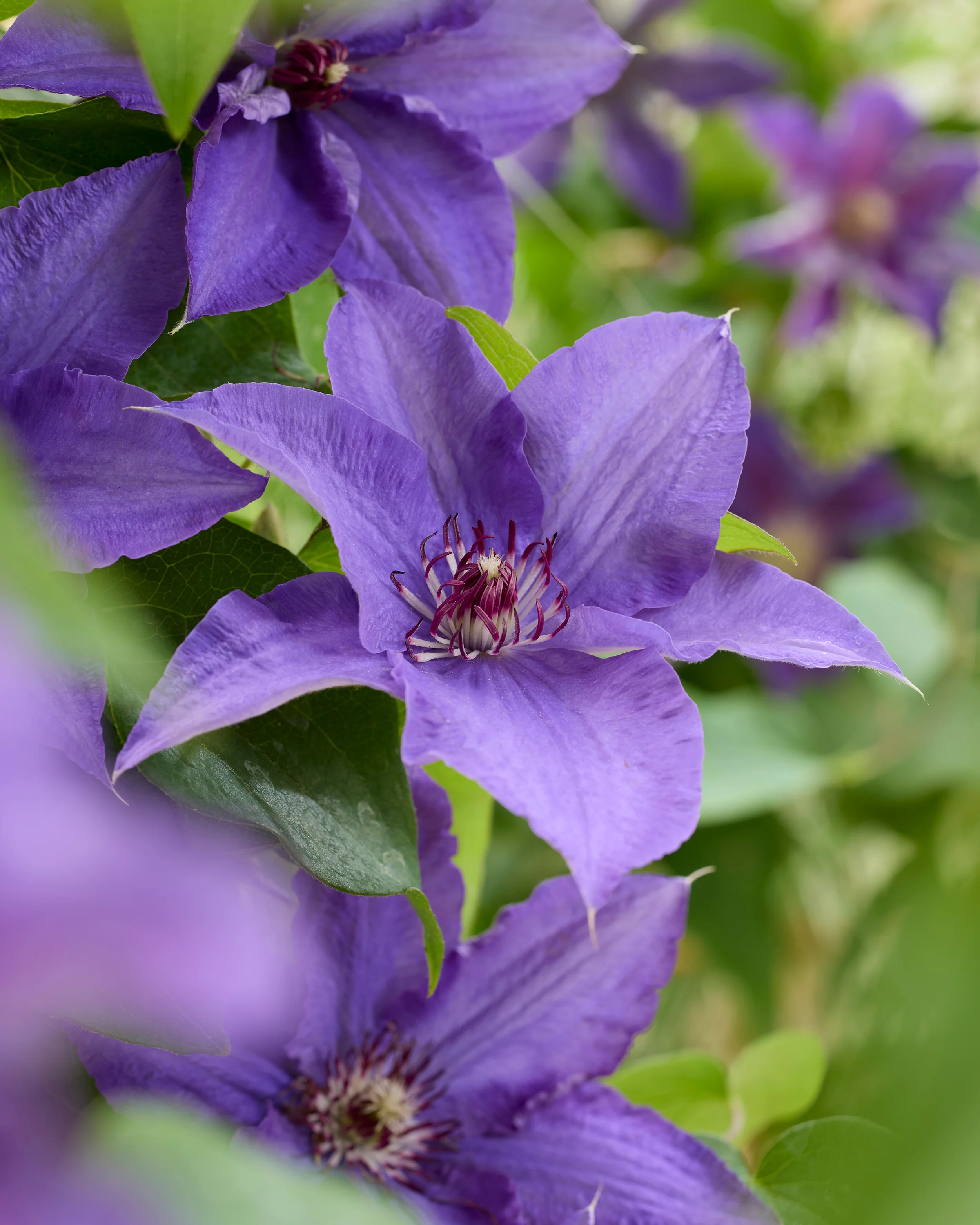Clematis 'Lindsay' - Image 3