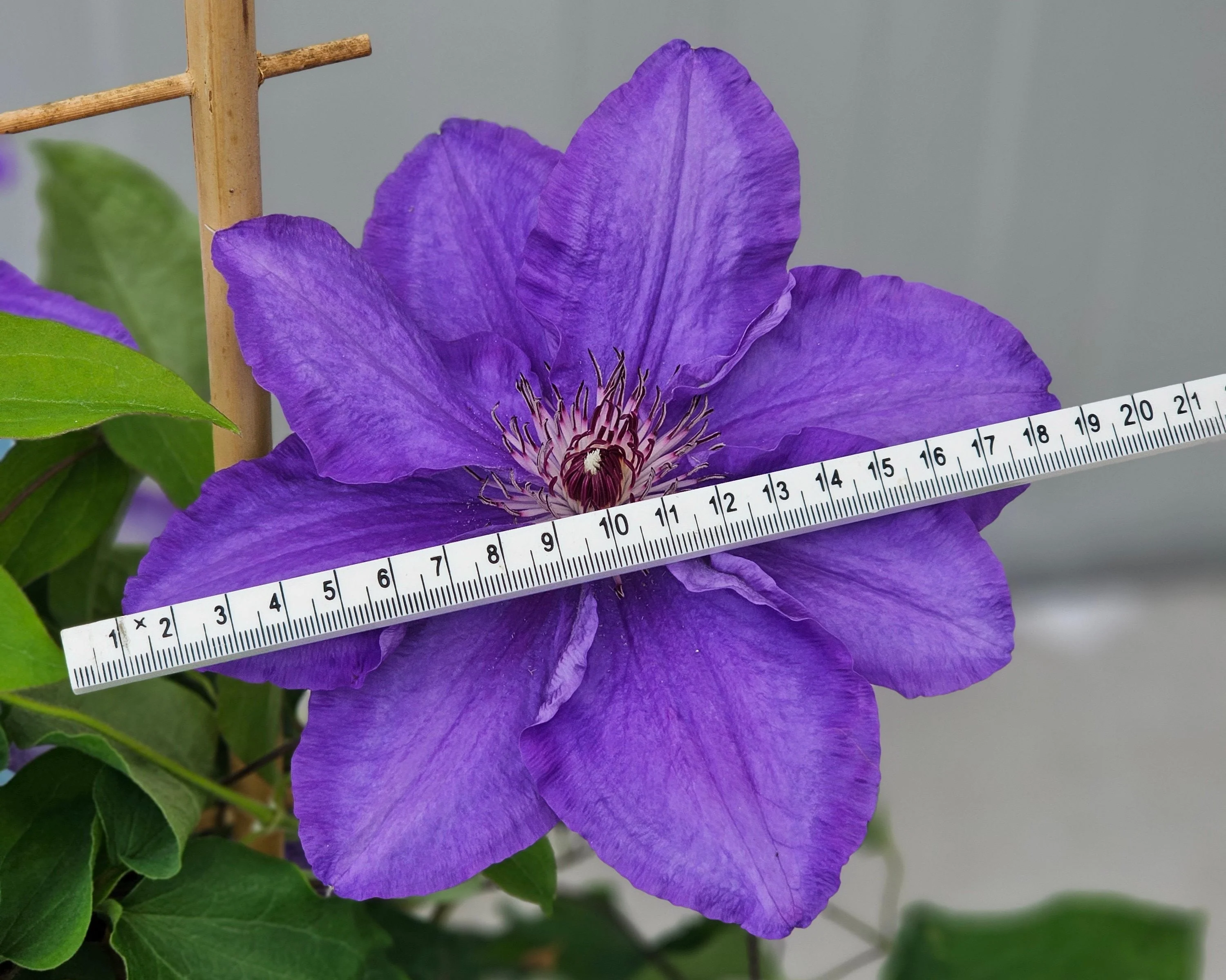 Clematis 'Lindsay' - Image 4