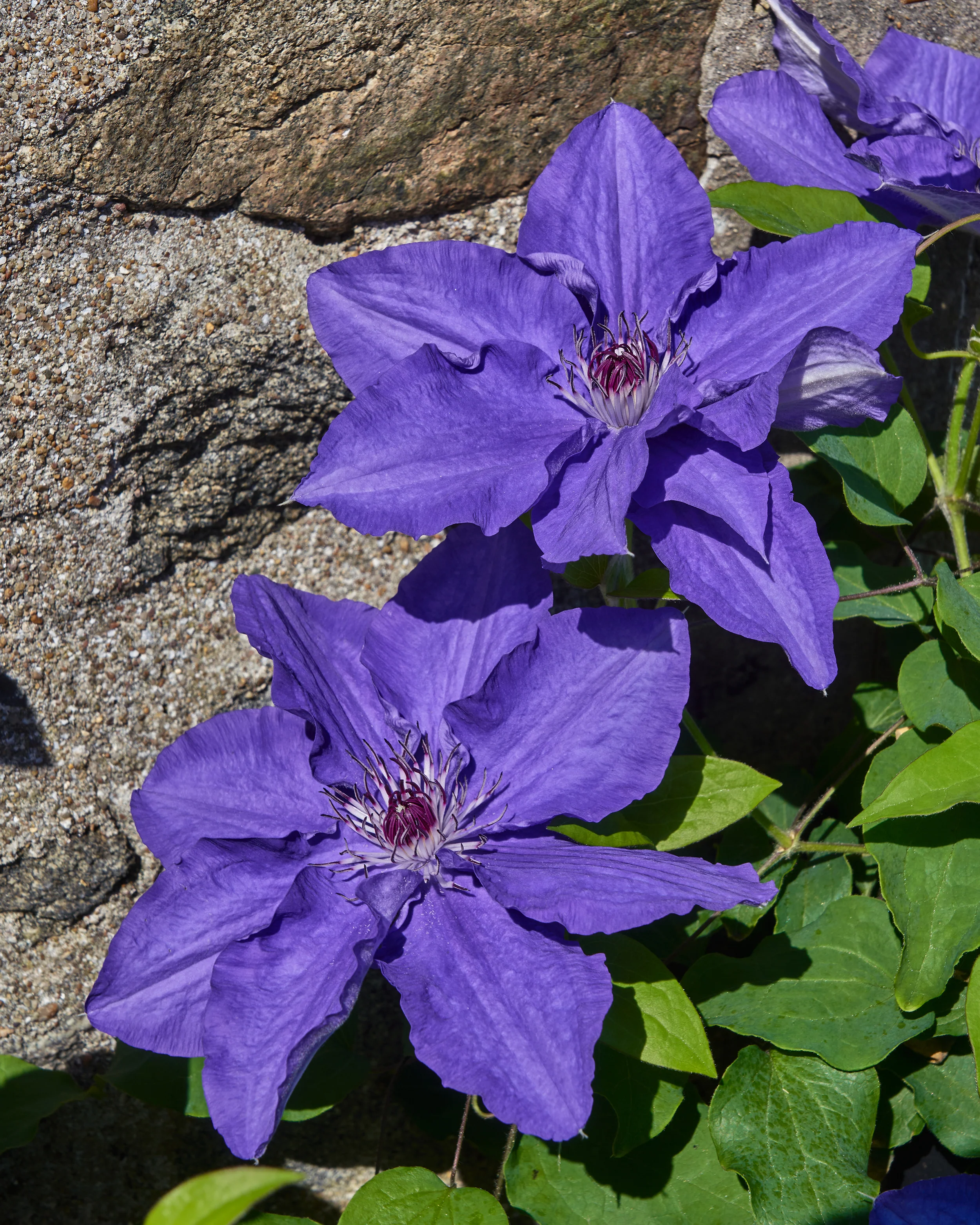 Clematis 'Lindsay' - Image 5