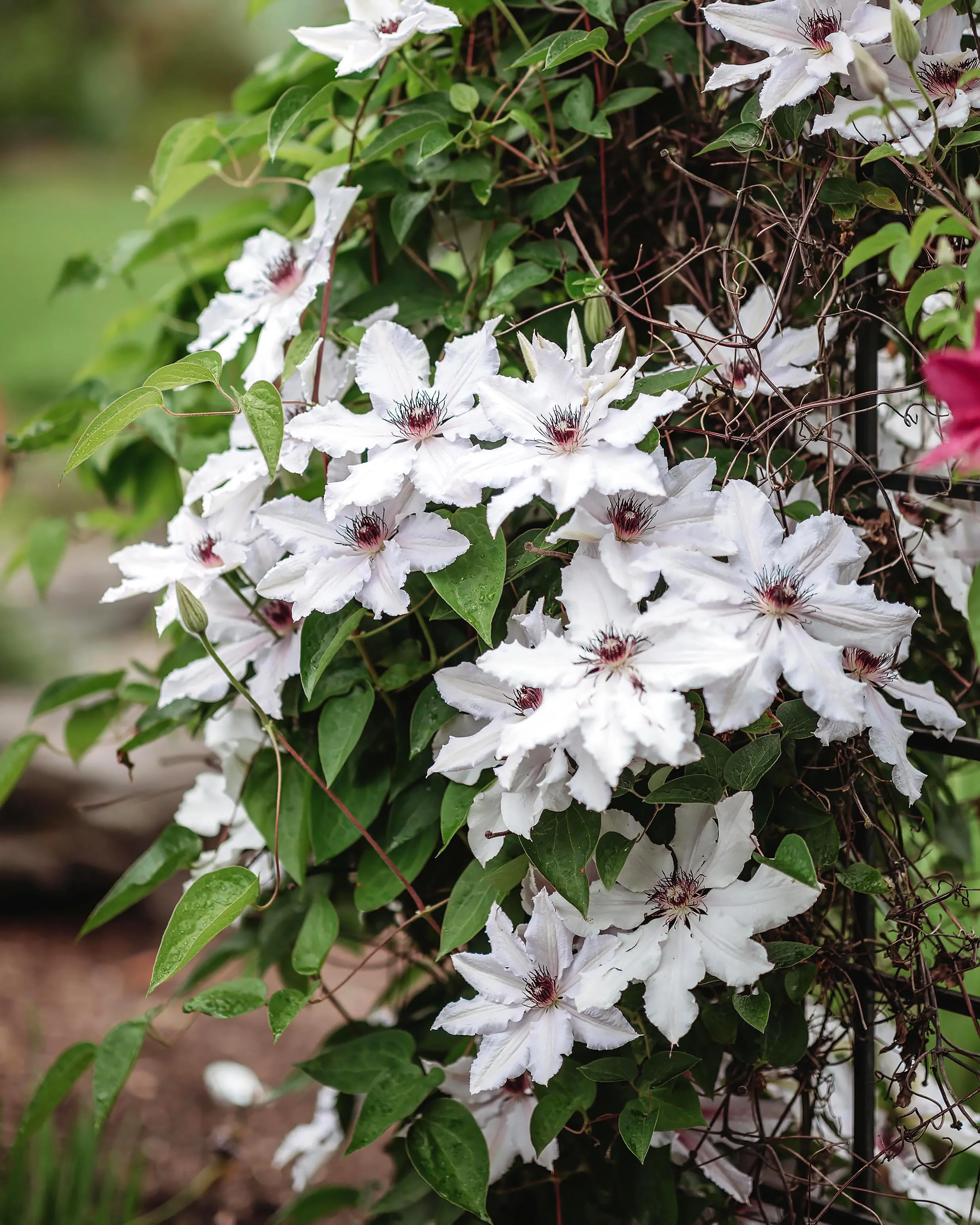 Clematis 'Miss Bateman' - Image 2