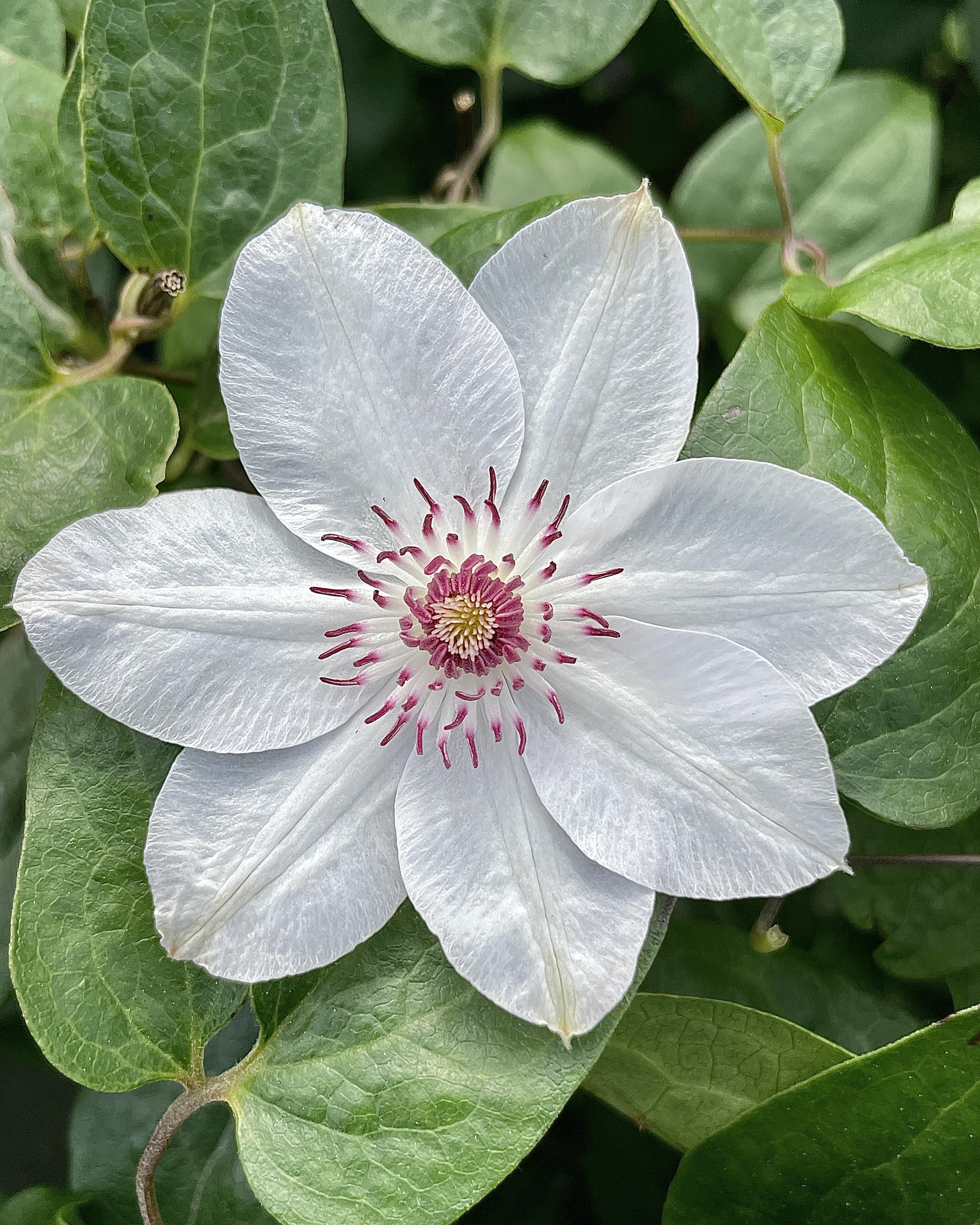 Clematis 'Miss Bateman' - Image 3