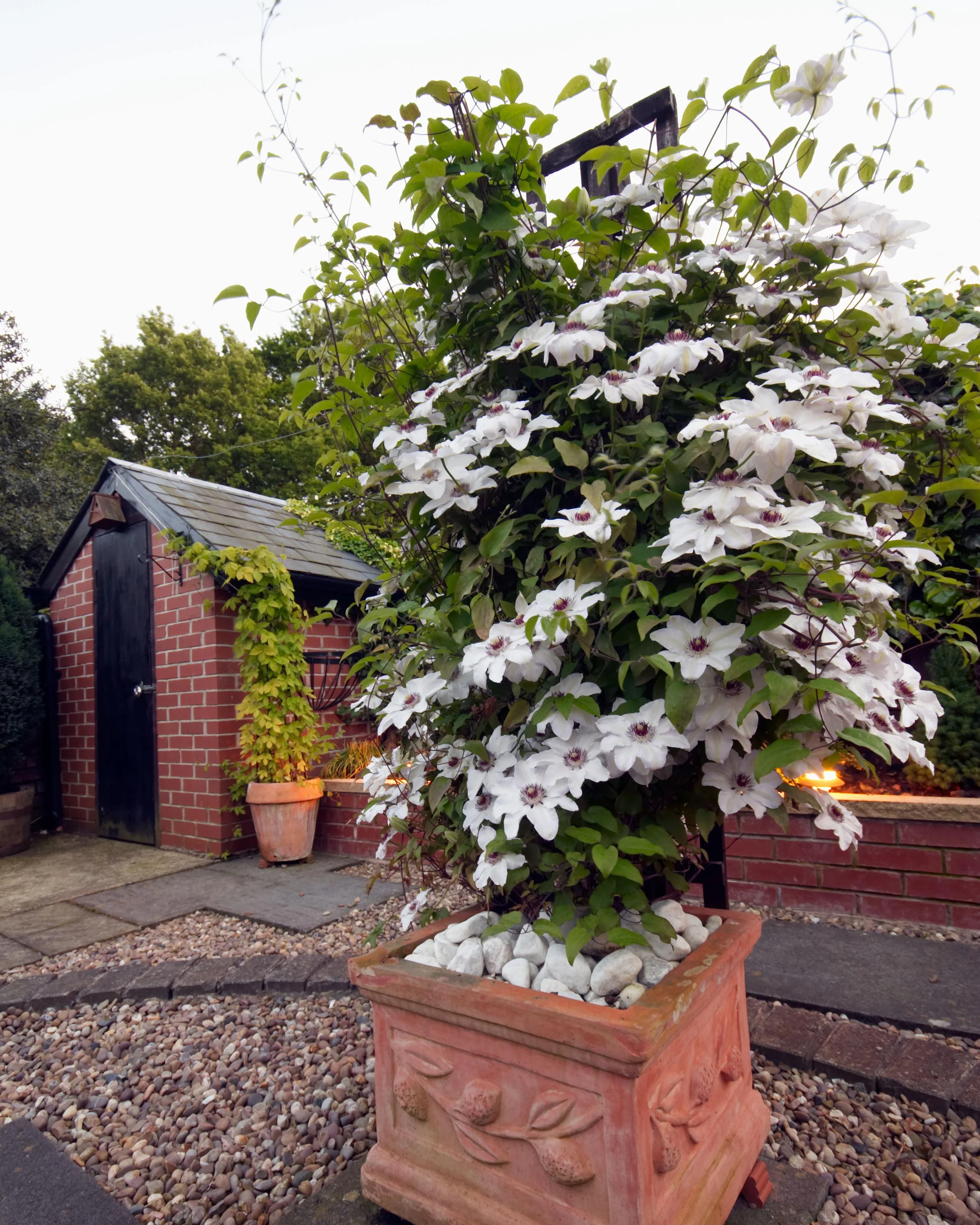 Clematis 'Miss Bateman' - Image 4