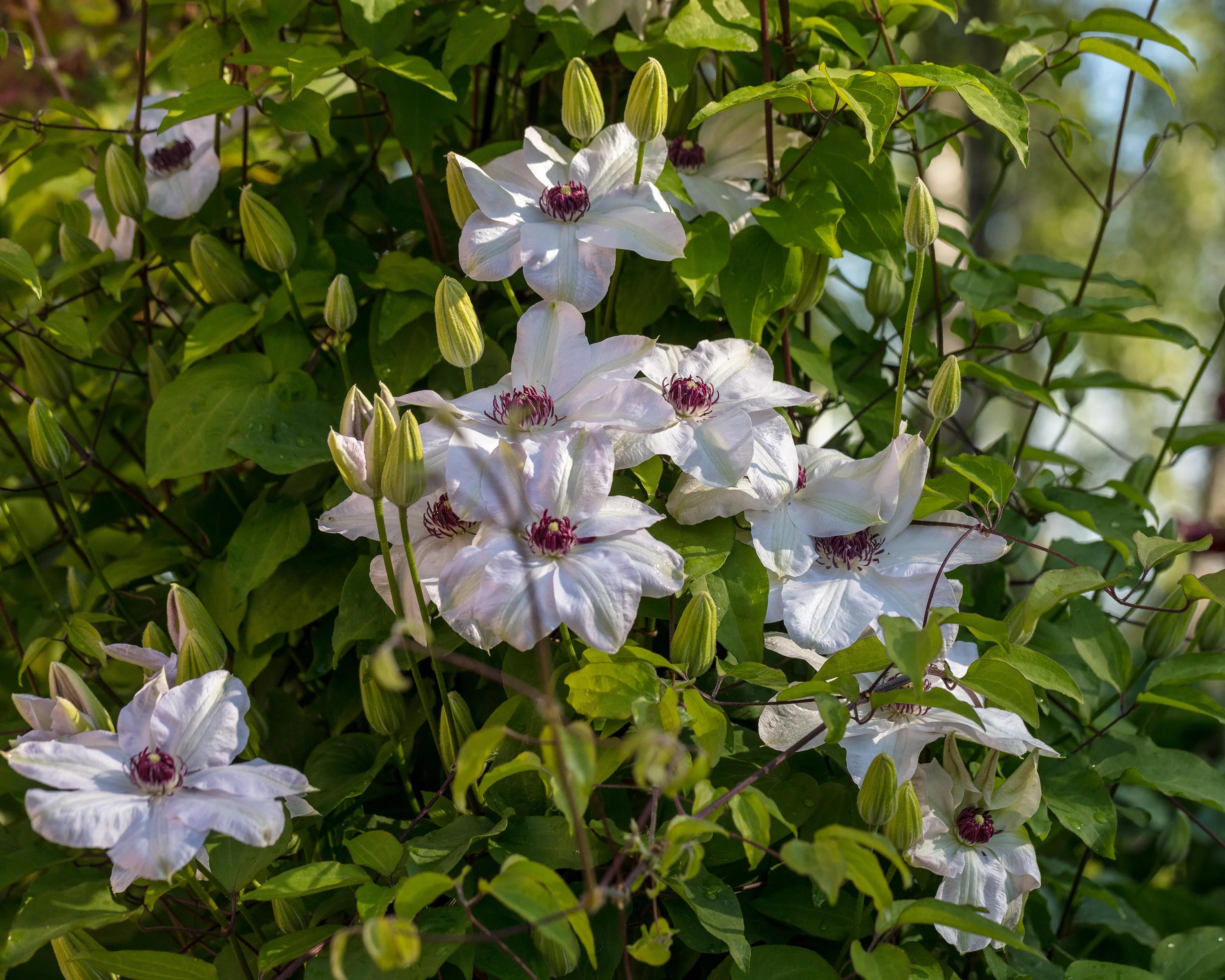 Clematis 'Miss Bateman' - Image 7