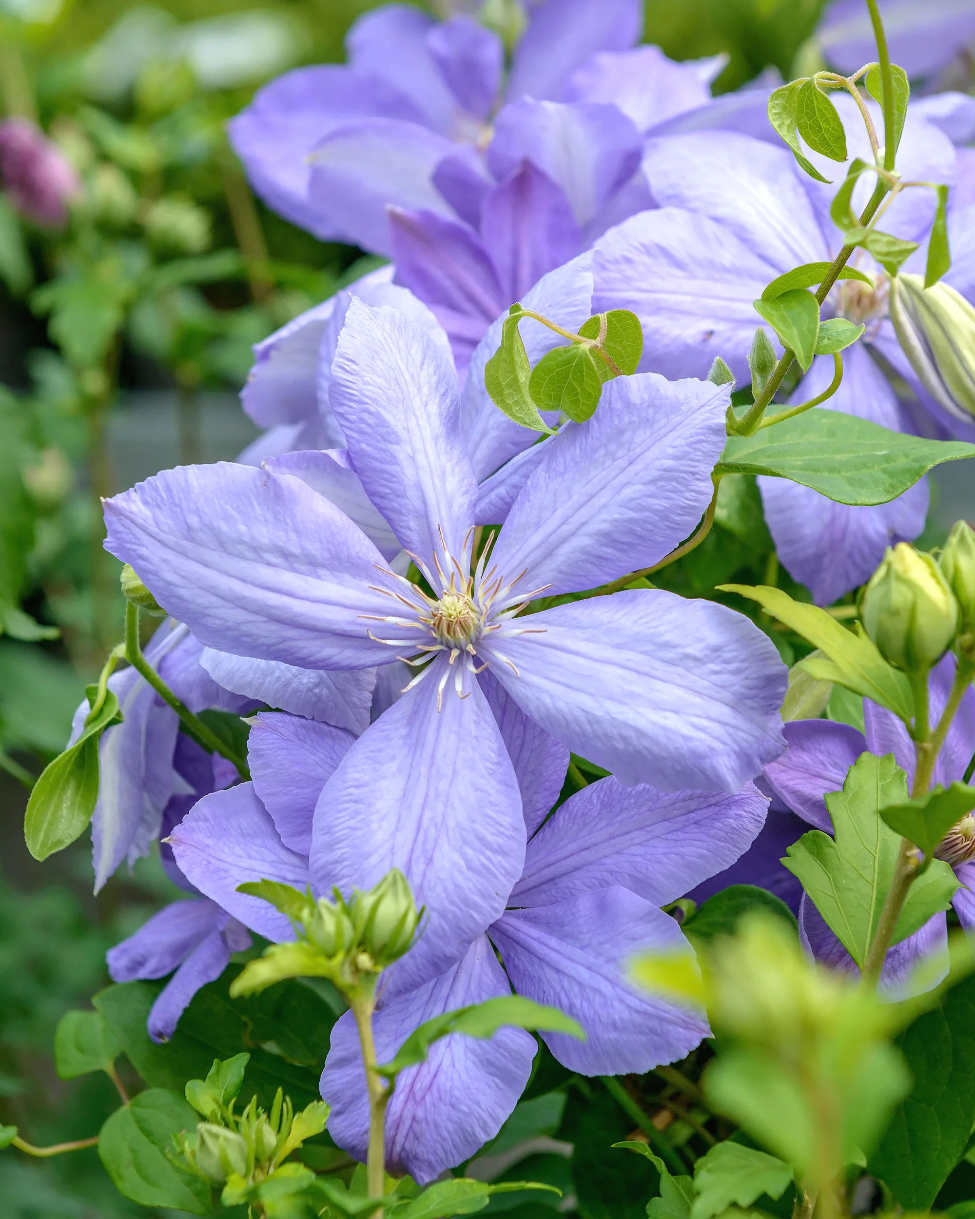 Clematis 'Mrs Cholmondeley' - Image 3