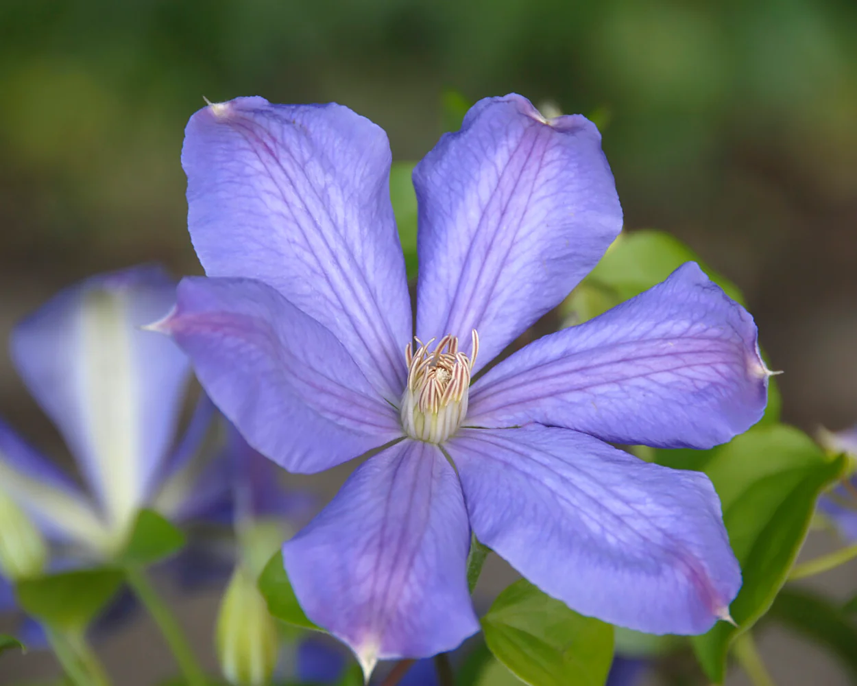 Clematis 'Mrs Cholmondeley' - Image 9
