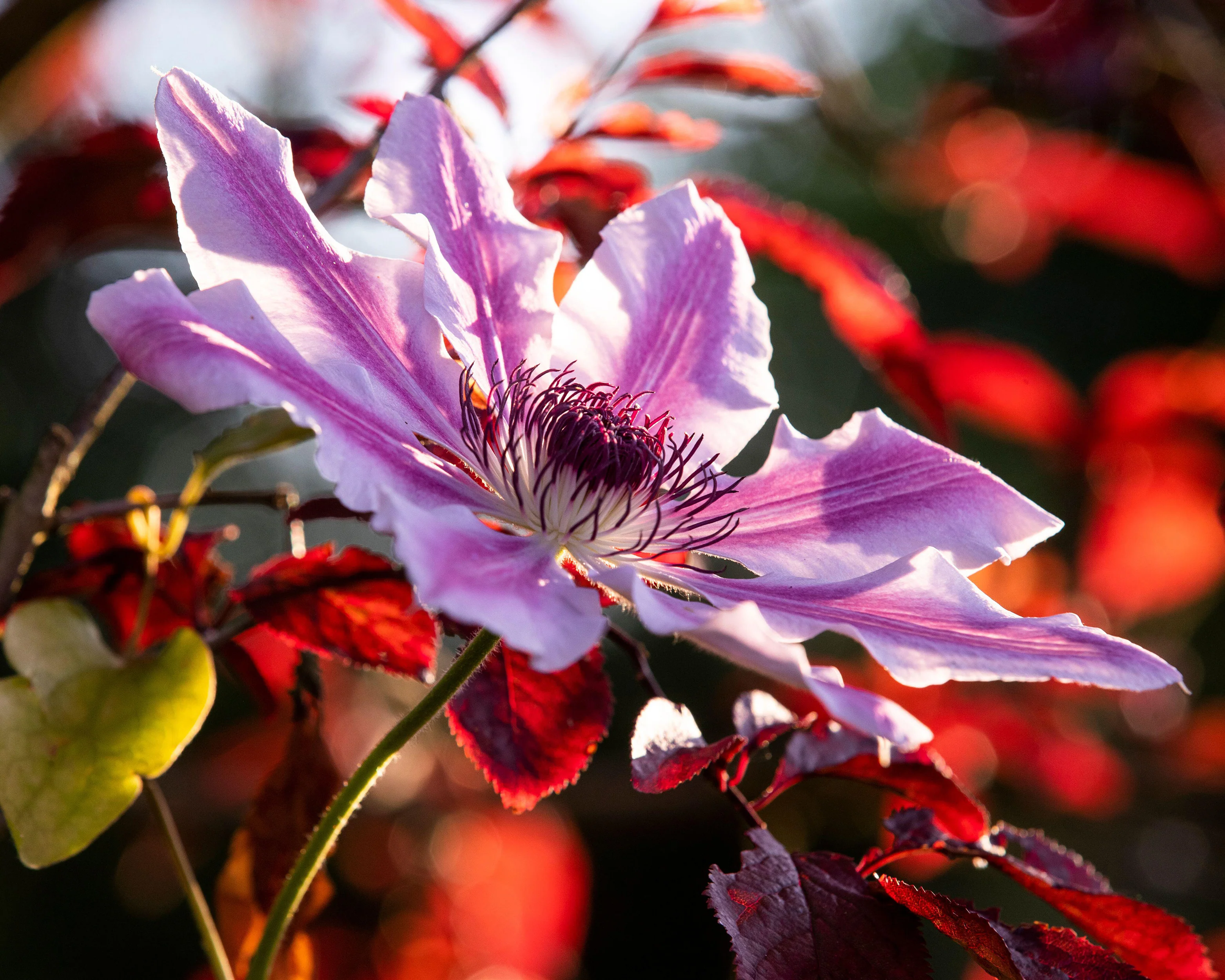 Clematis 'Nelly Moser' - Image 11