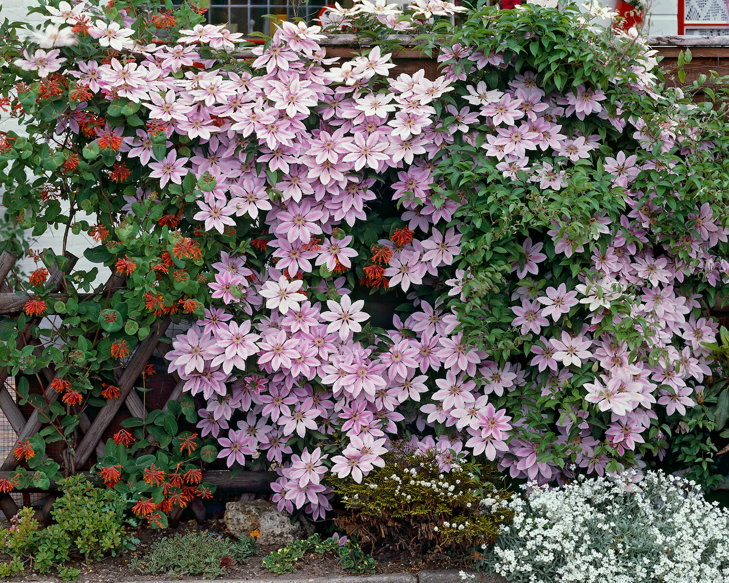 Clematis 'Nelly Moser' - Image 6