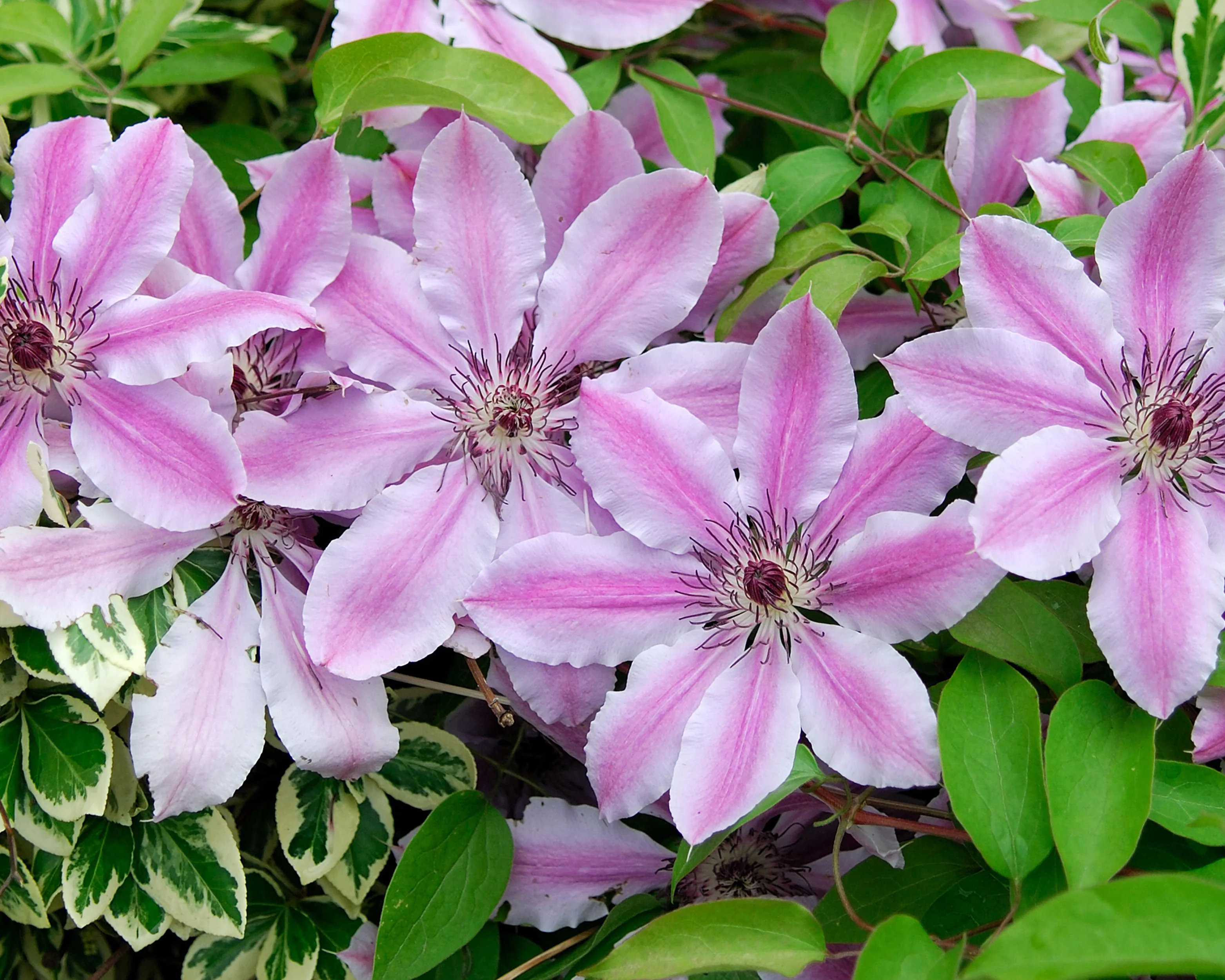Clematis 'Nelly Moser' - Image 7