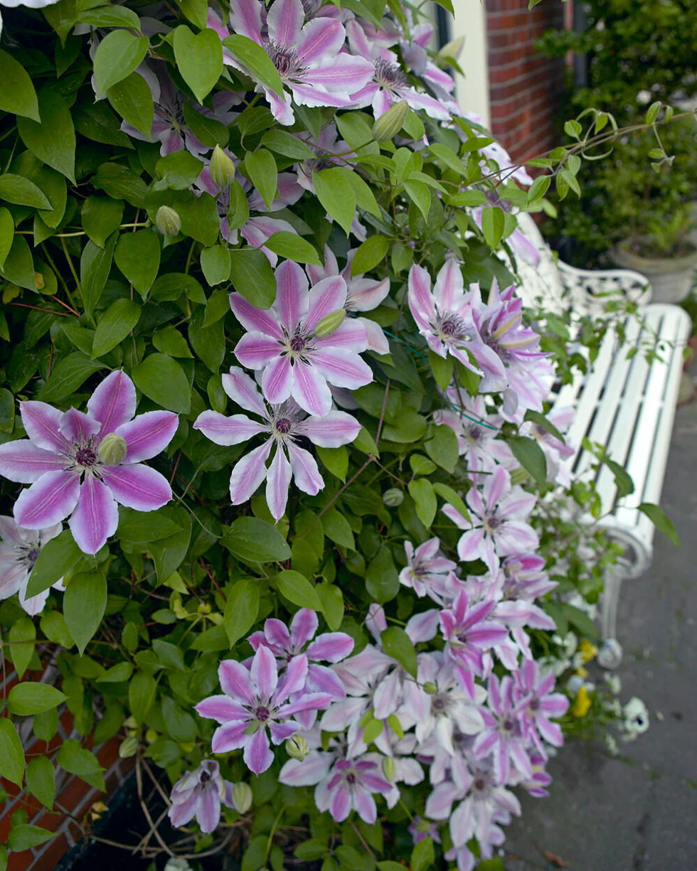 Clematis 'Nelly Moser' - Image 8