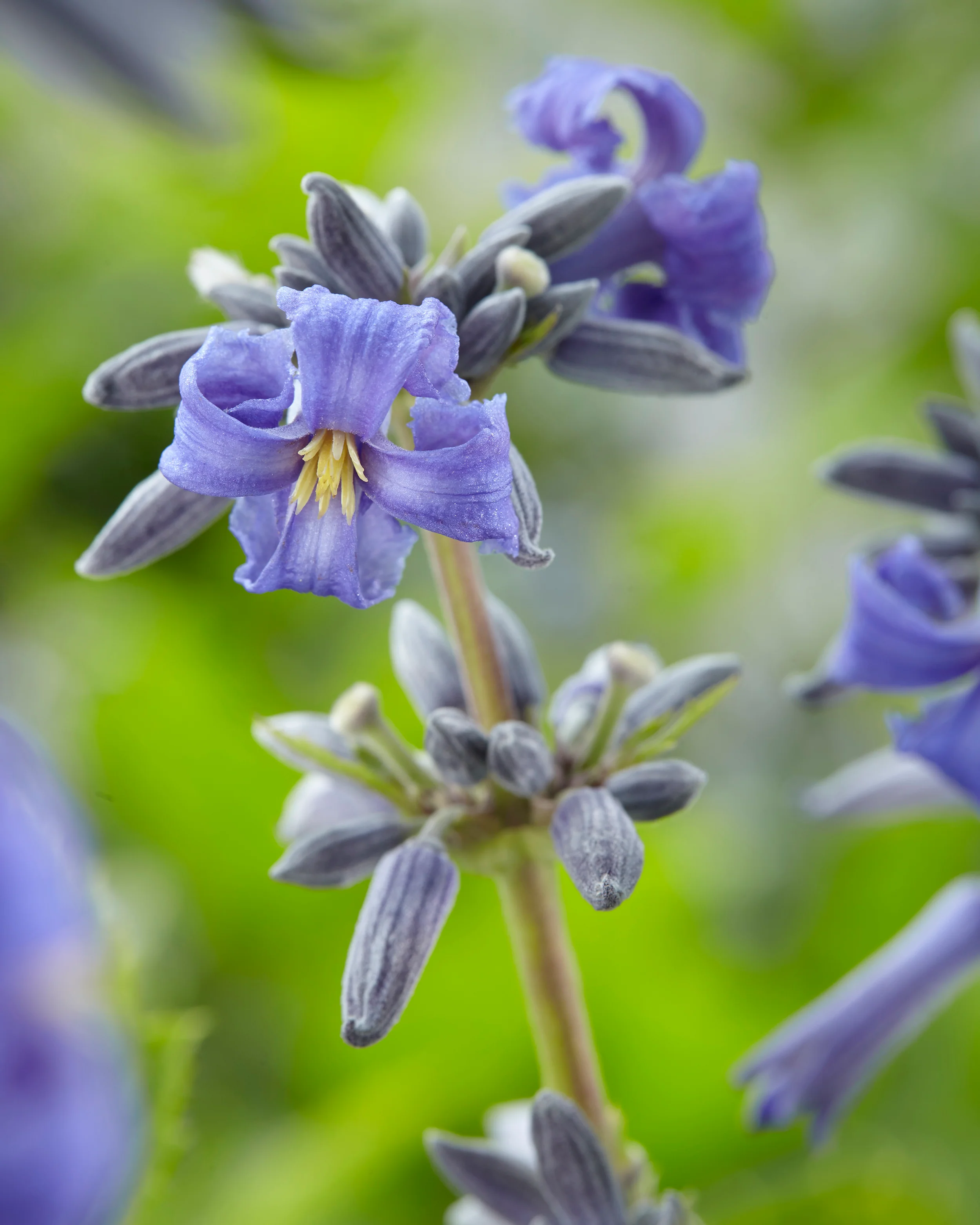 Clematis 'New Love' - Image 8
