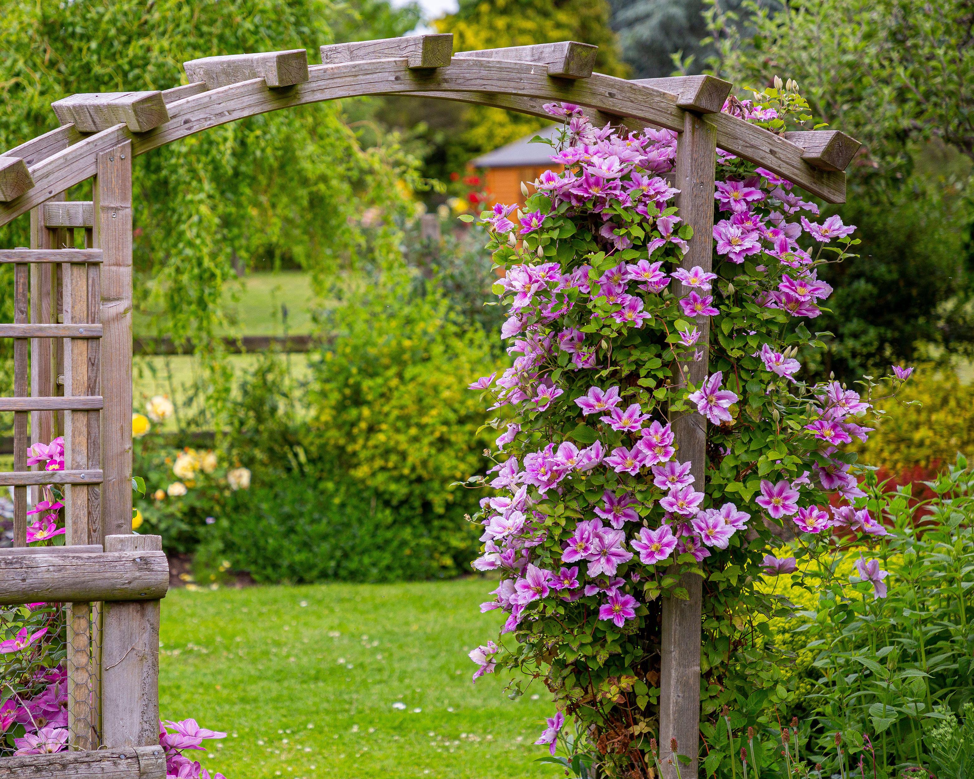 Clematis 'Piilu' - Image 5