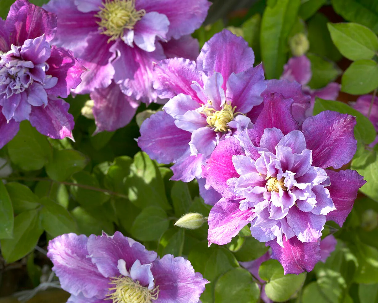 Clematis 'Piilu' - Image 6