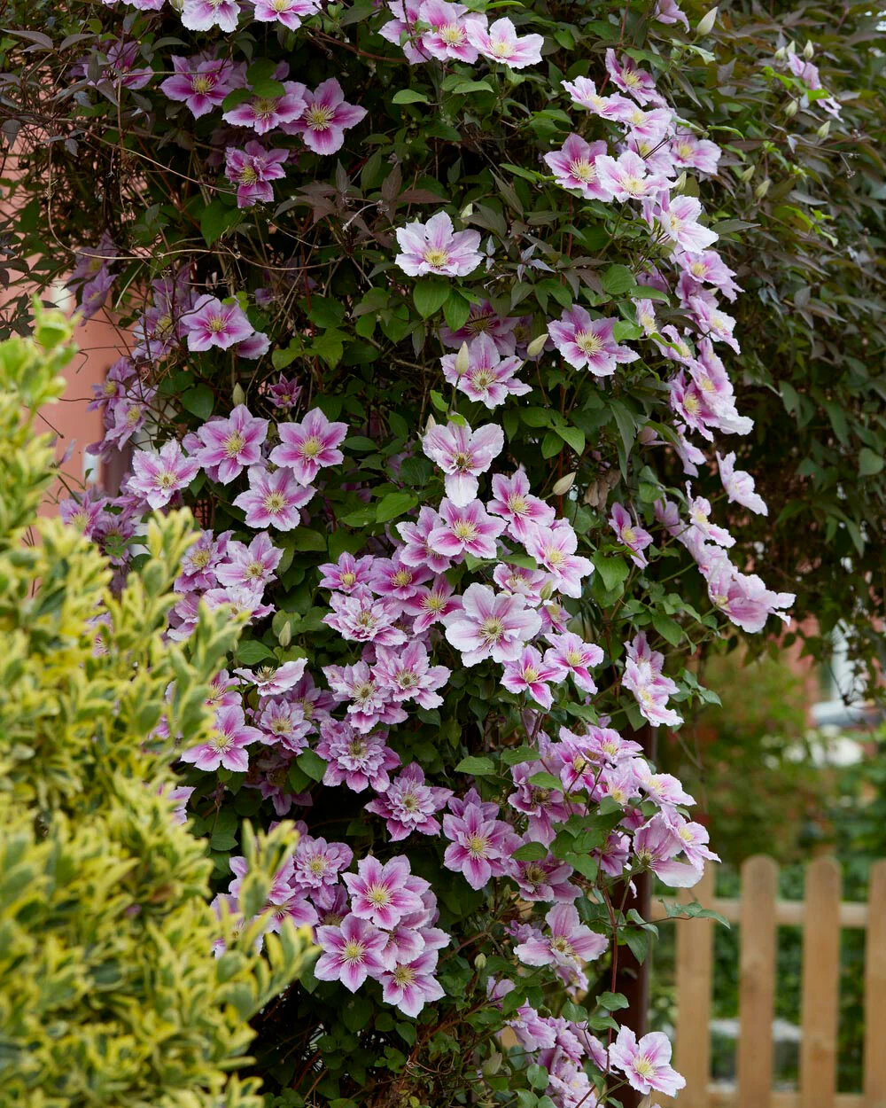 Clematis 'Piilu' - Image 7