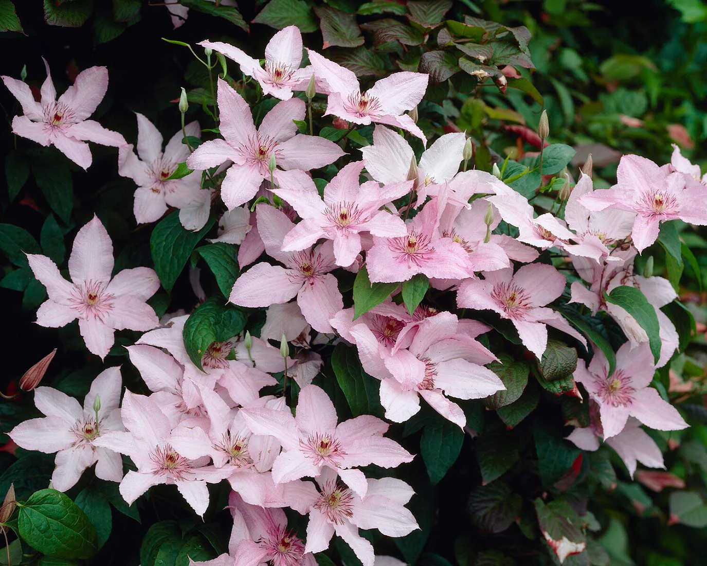 Clematis 'Pink Fantasy' - Image 4