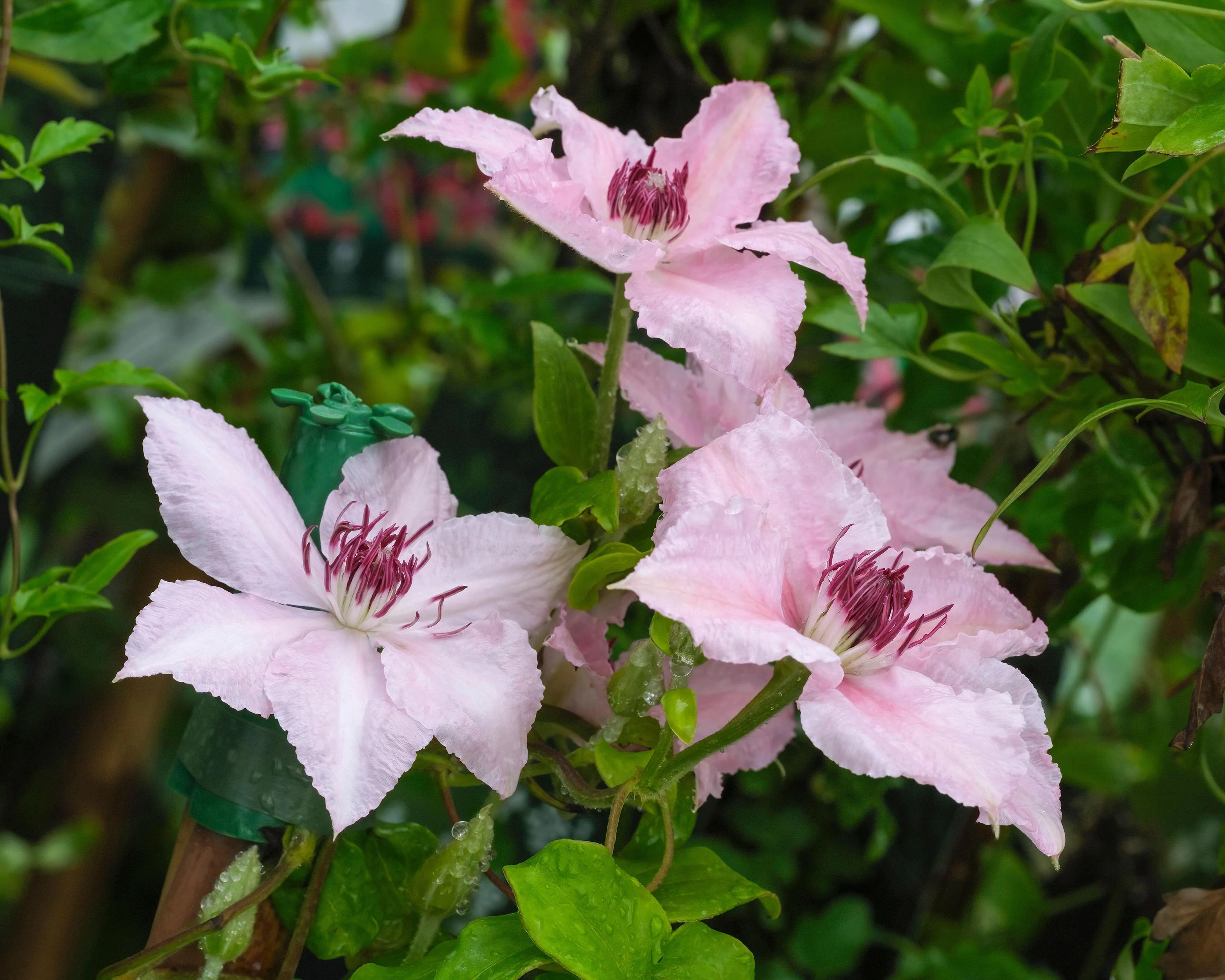 Clematis 'Pink Fantasy' - Image 6