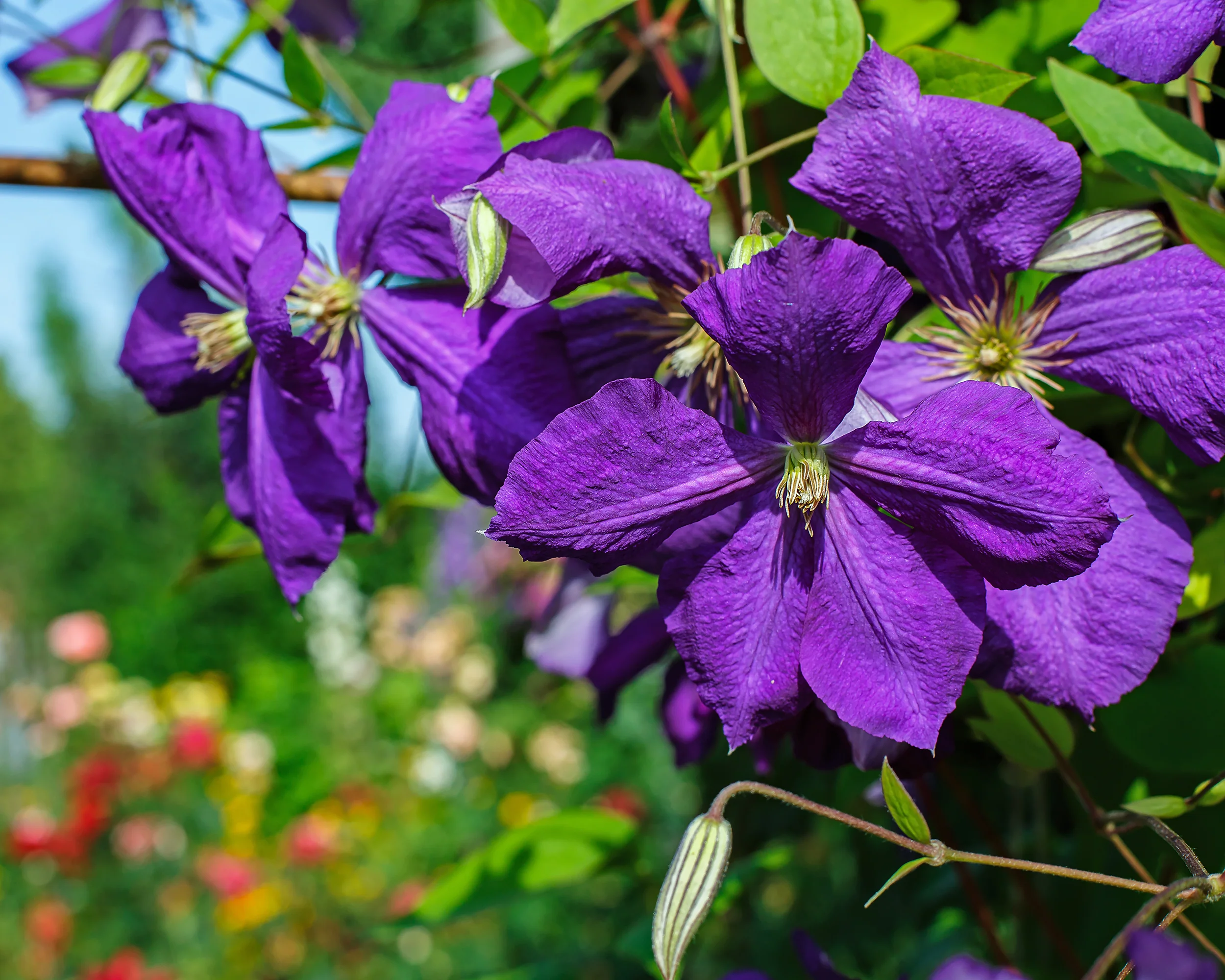Clematis 'The President' - Image 3