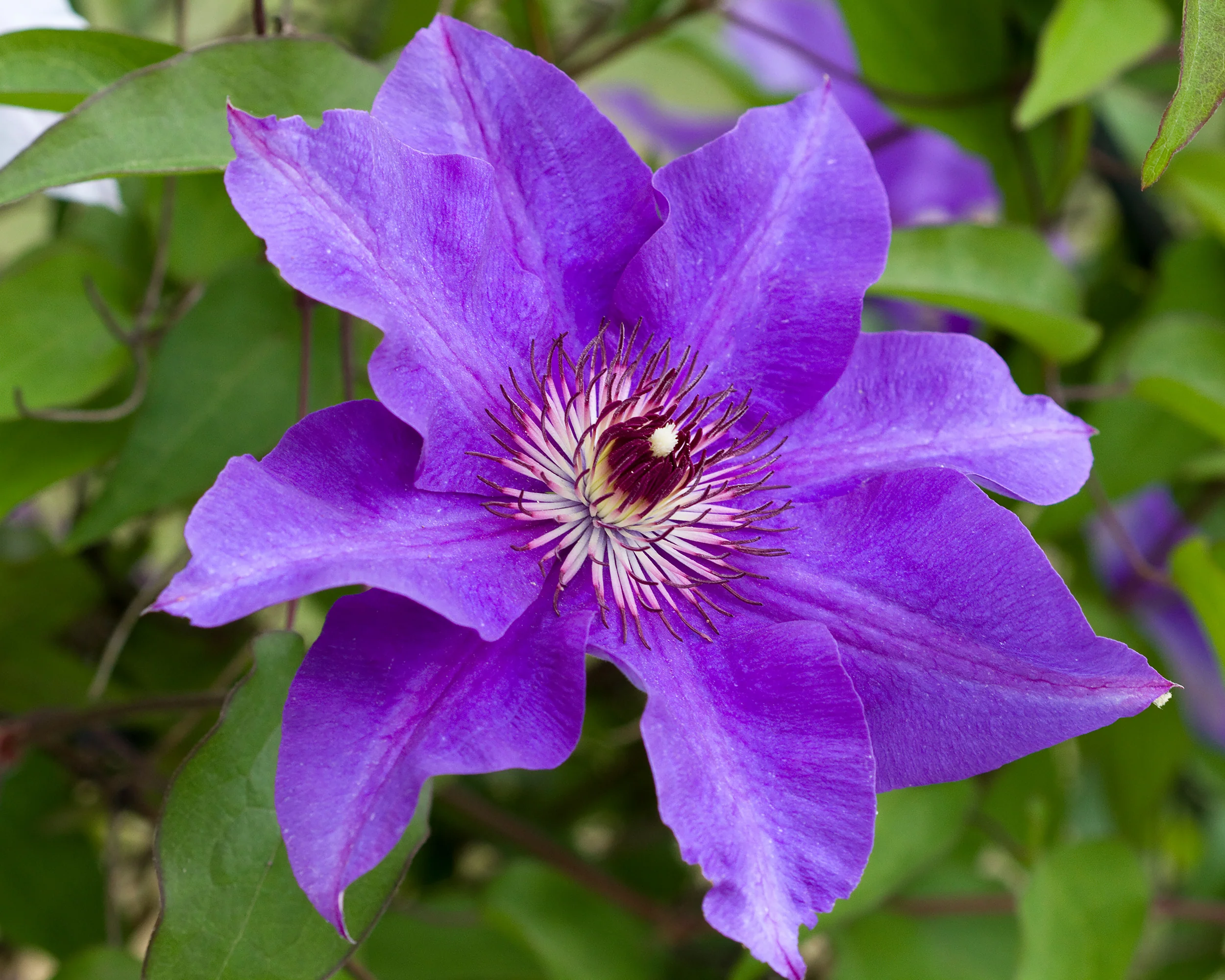 Clematis 'The President' - Image 4