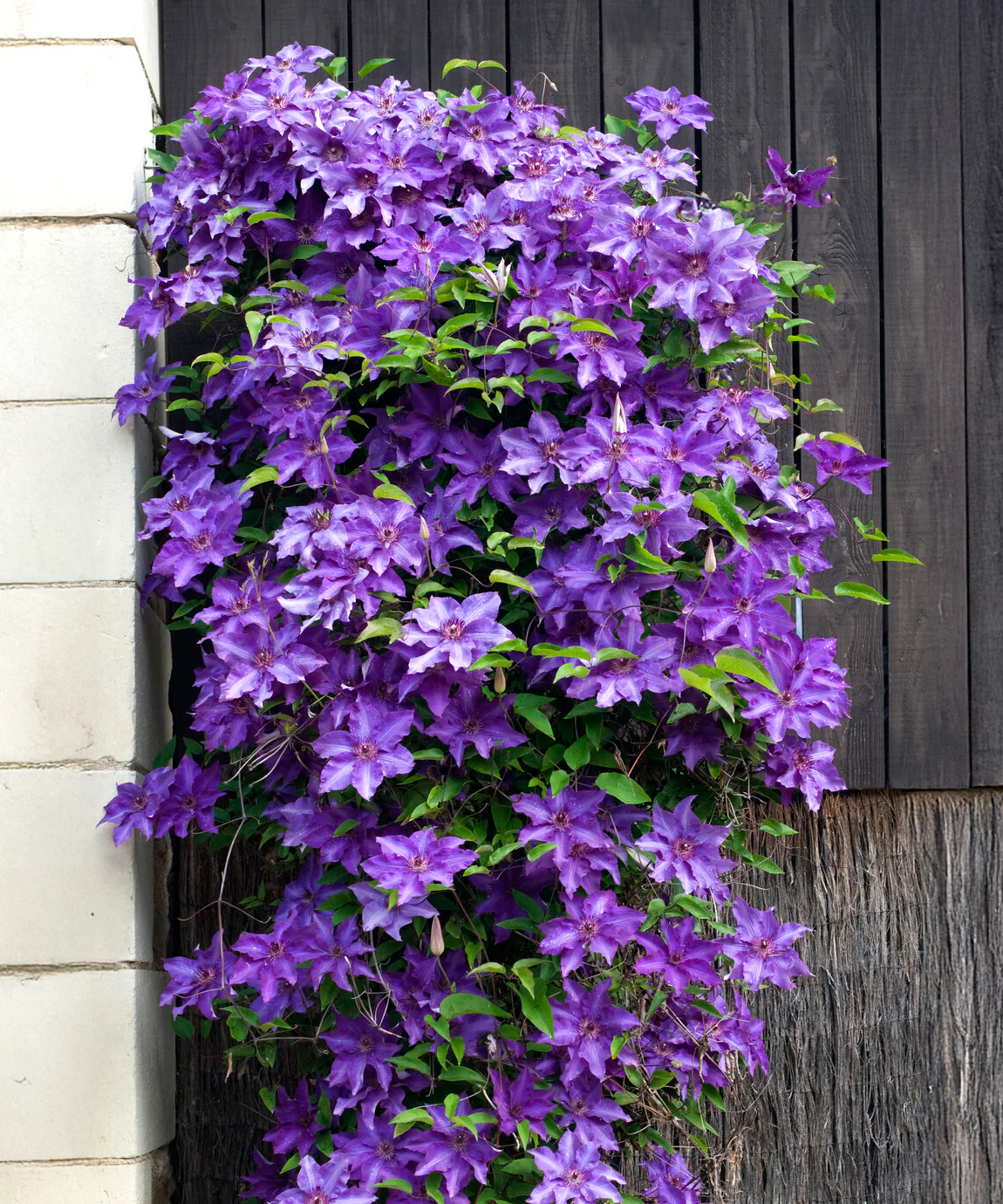 Clematis 'The President' - Image 5