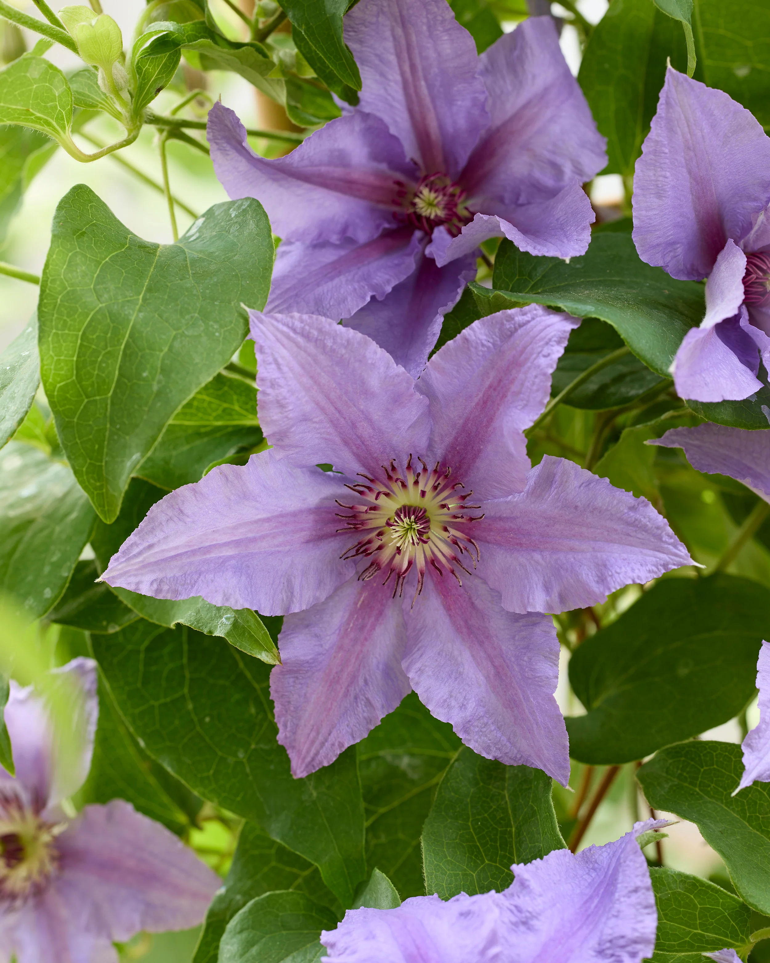 Clematis 'Tumaini' - Image 4