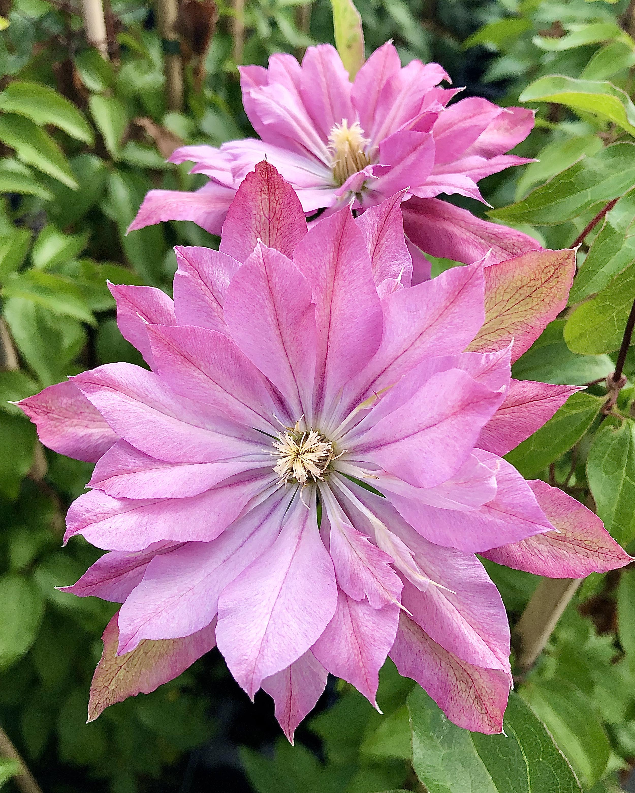 Clematis 'Violet Elizabeth'